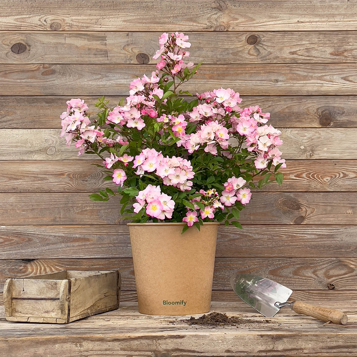 Wildrose rosa "Walentina"