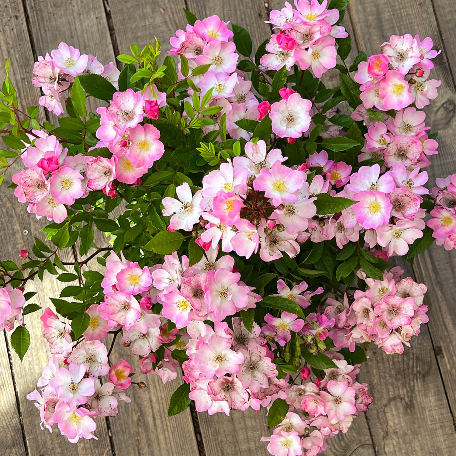 Wildrose rosa "Walentina"