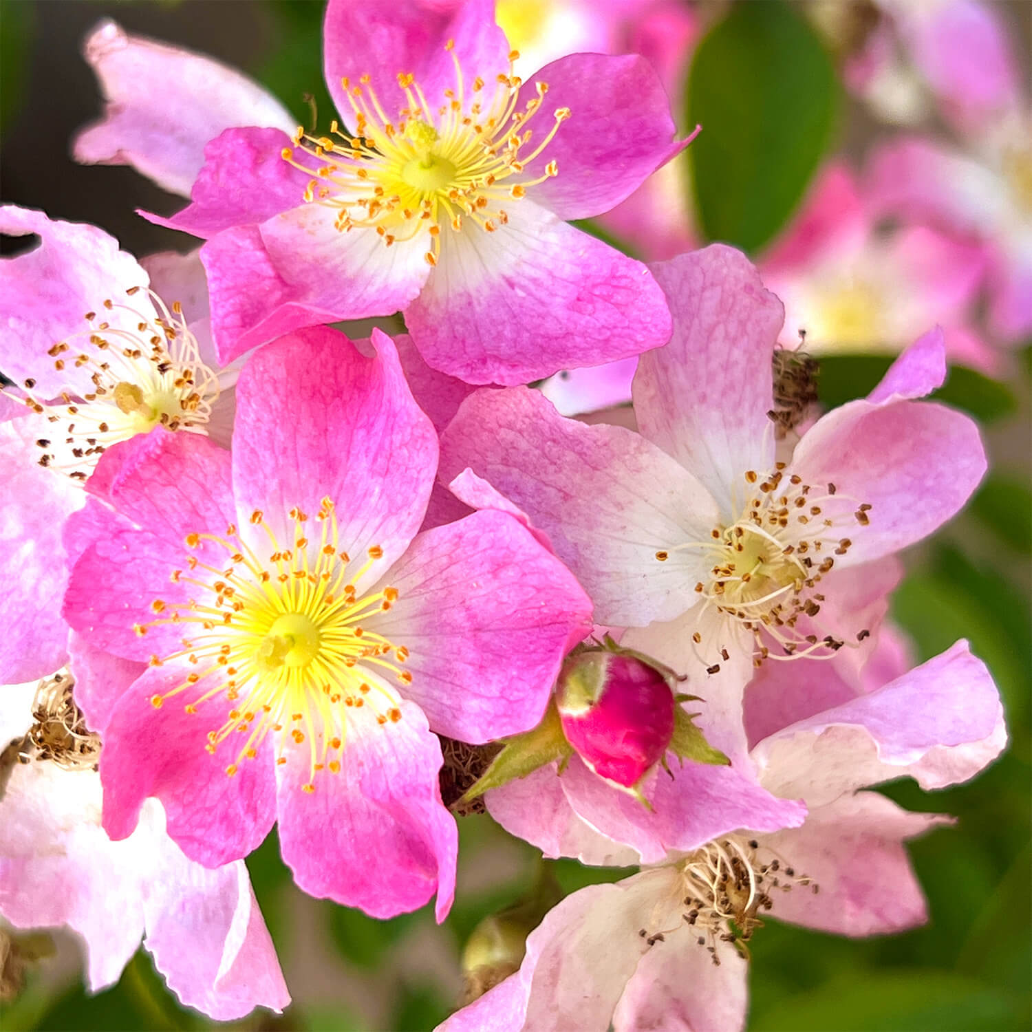 Wildrose rosa "Walentina"