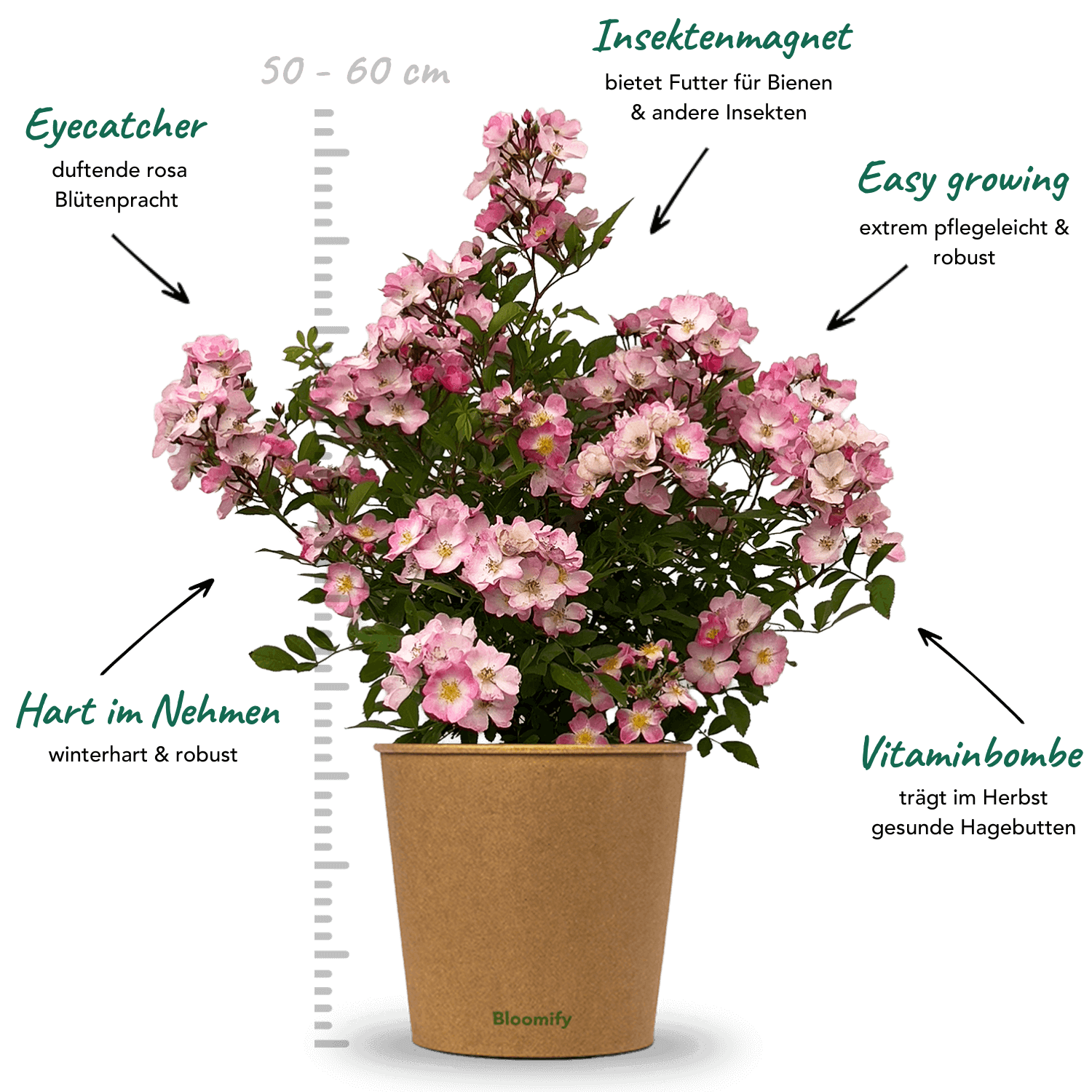 Wildrose rosa "Walentina"