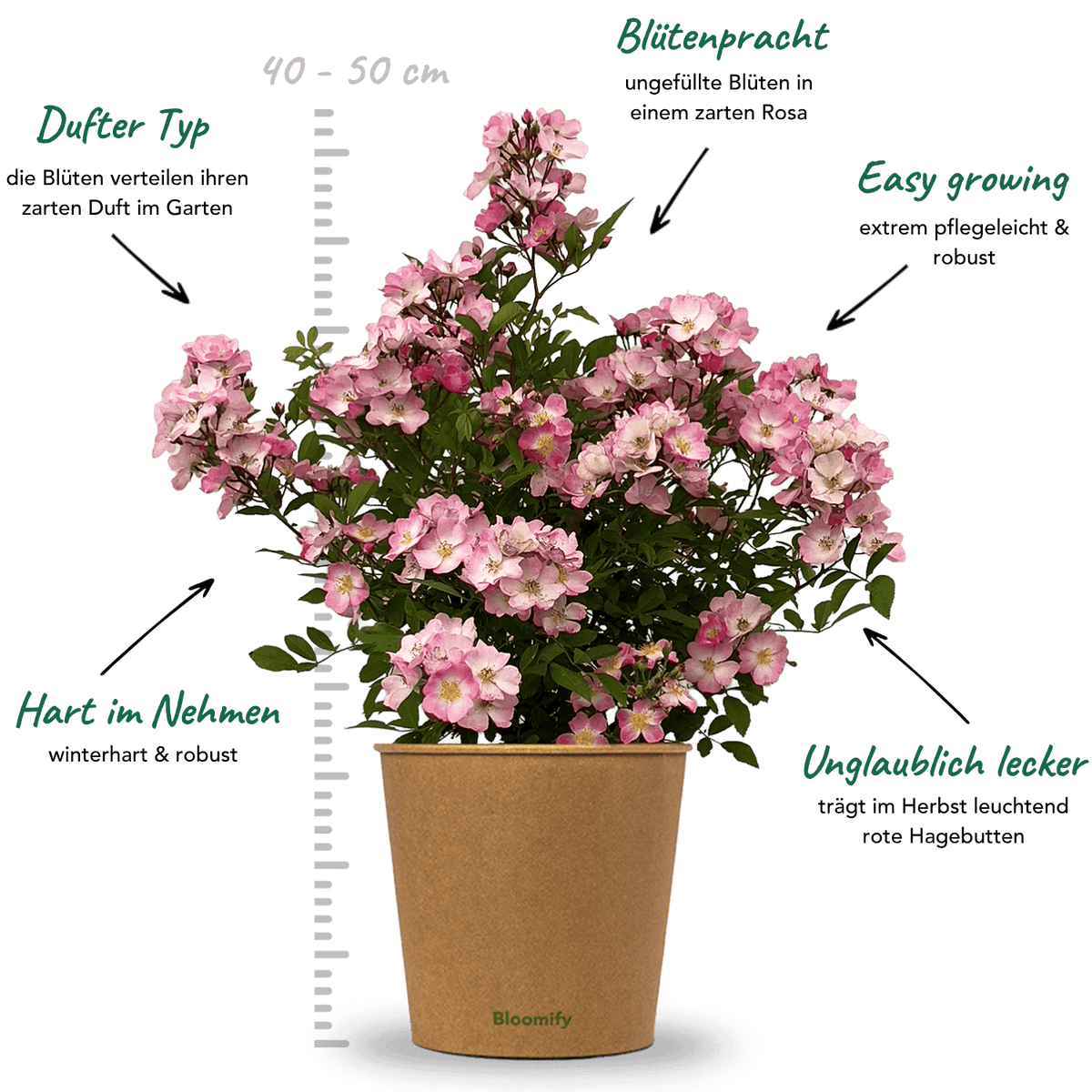 Wildrose rosa "Walentina"