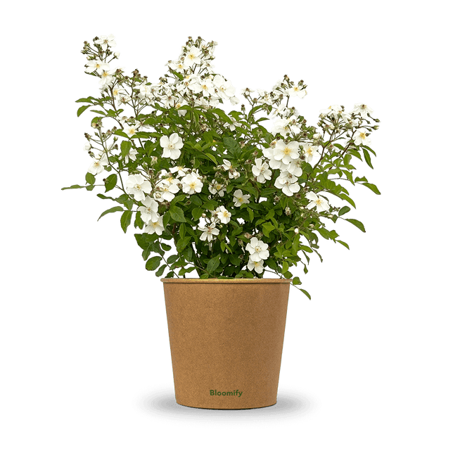 Wildrose weiß "Walentina"