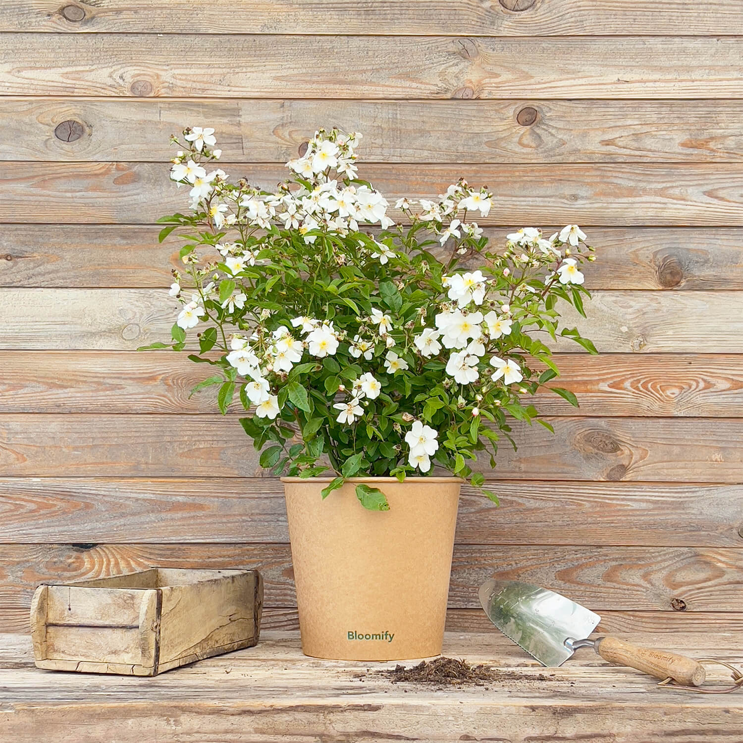 Wildrose weiß "Walentina"