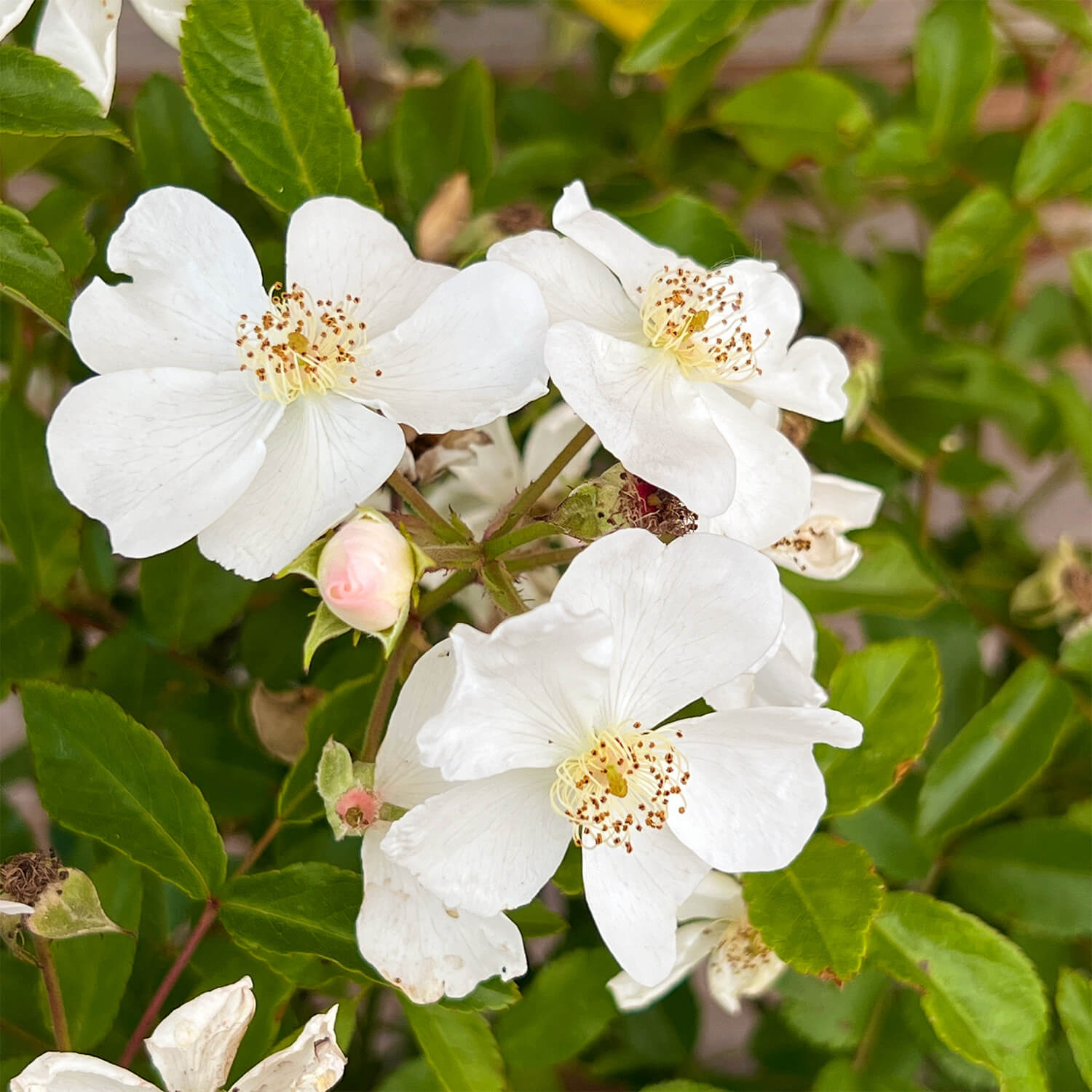 Wildrose weiß "Walentina"