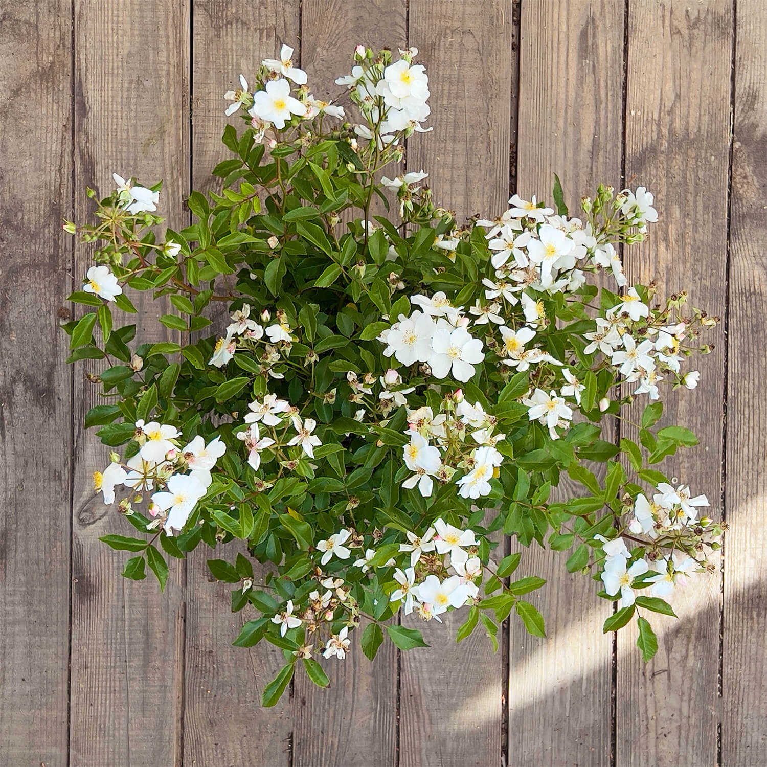 Wildrose weiß "Walentina"