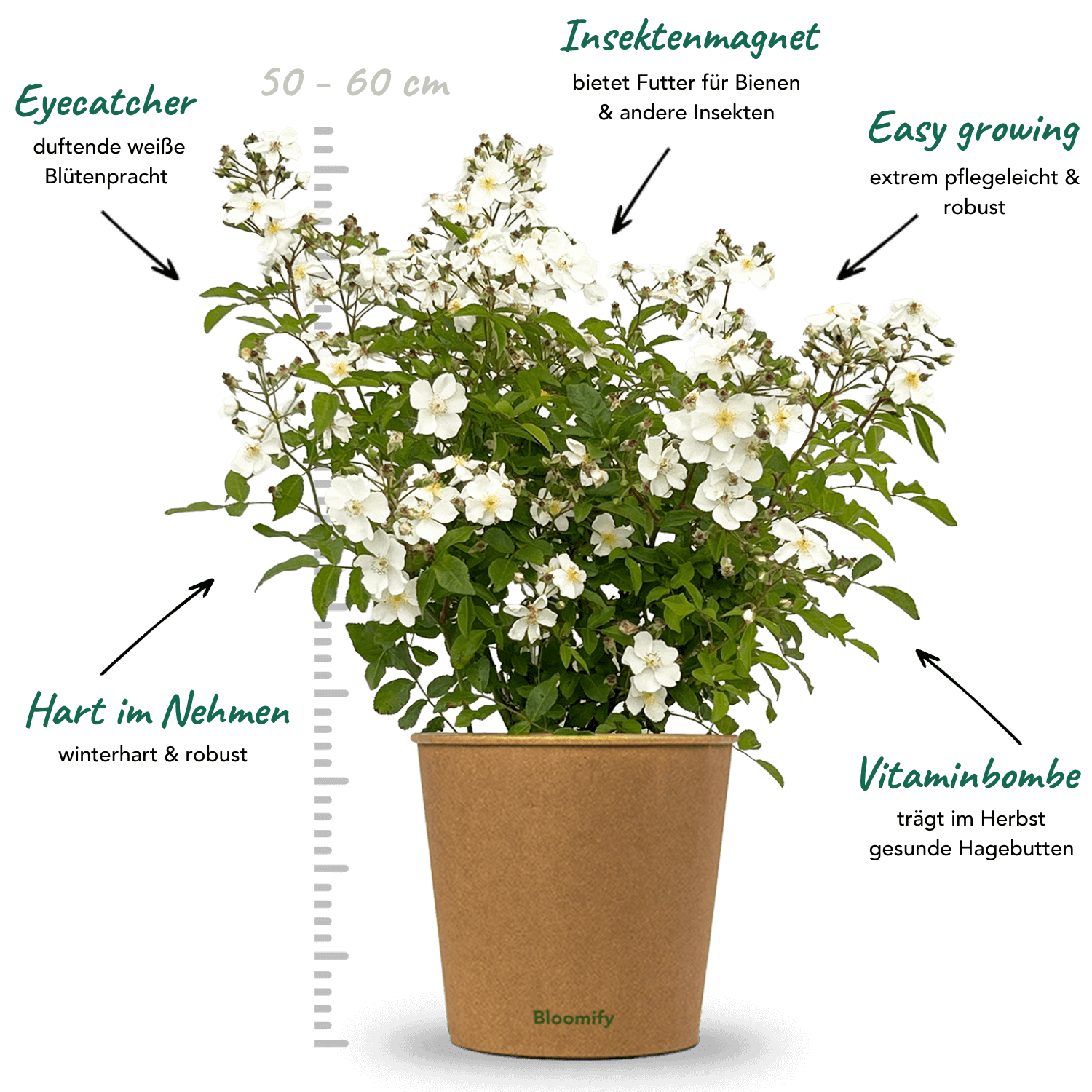 Wildrose weiß "Walentina"