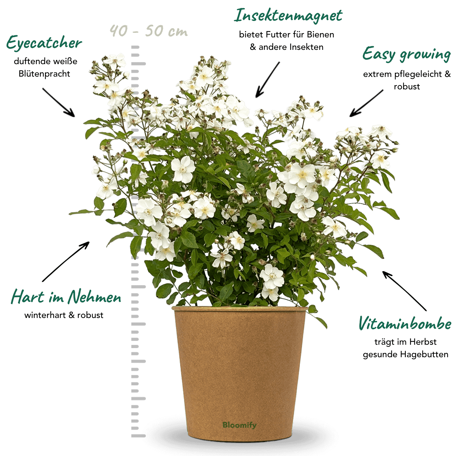 Wildrose weiß "Walentina"
