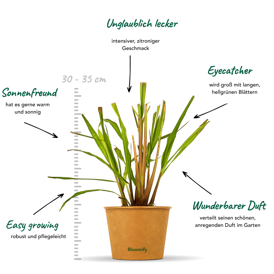 Zitronengras "Zoro"
