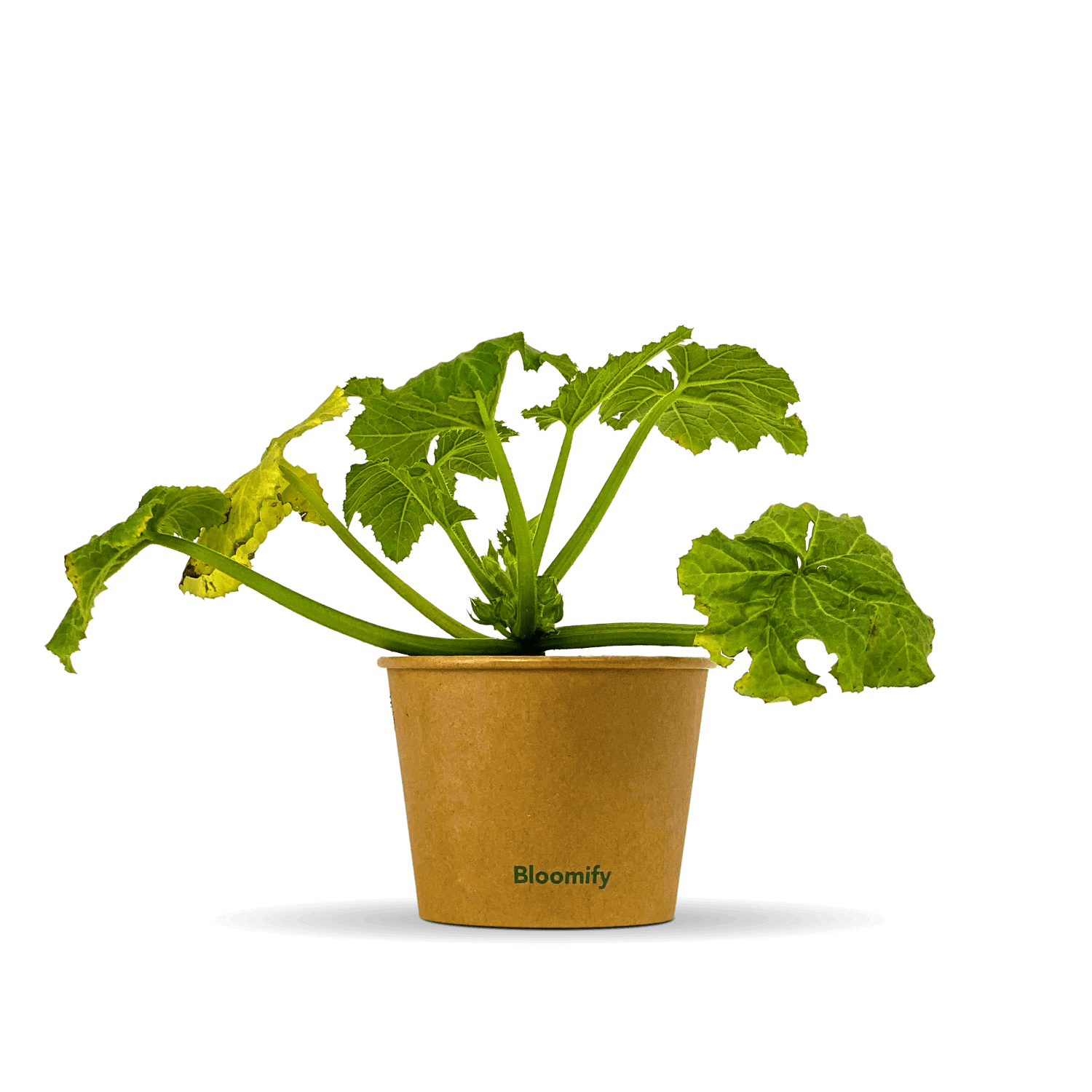Zucchini "Zlatan"