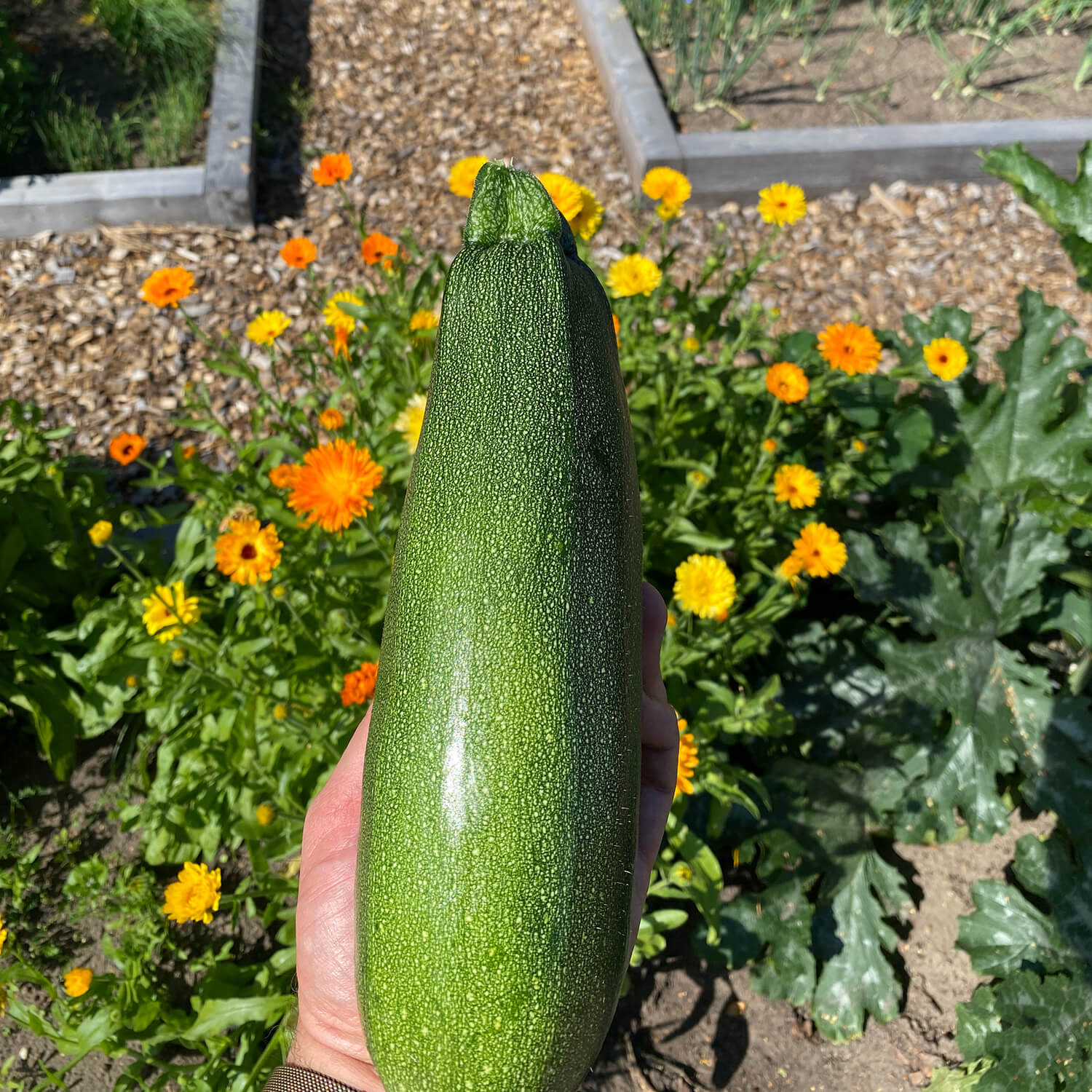 Zucchini "Zlatan"