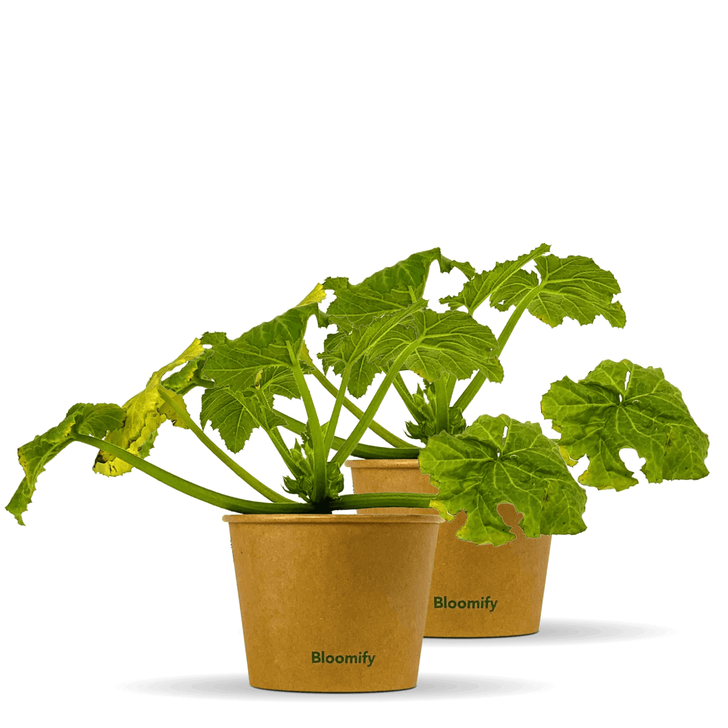 2 x Zucchini "Zlatan"