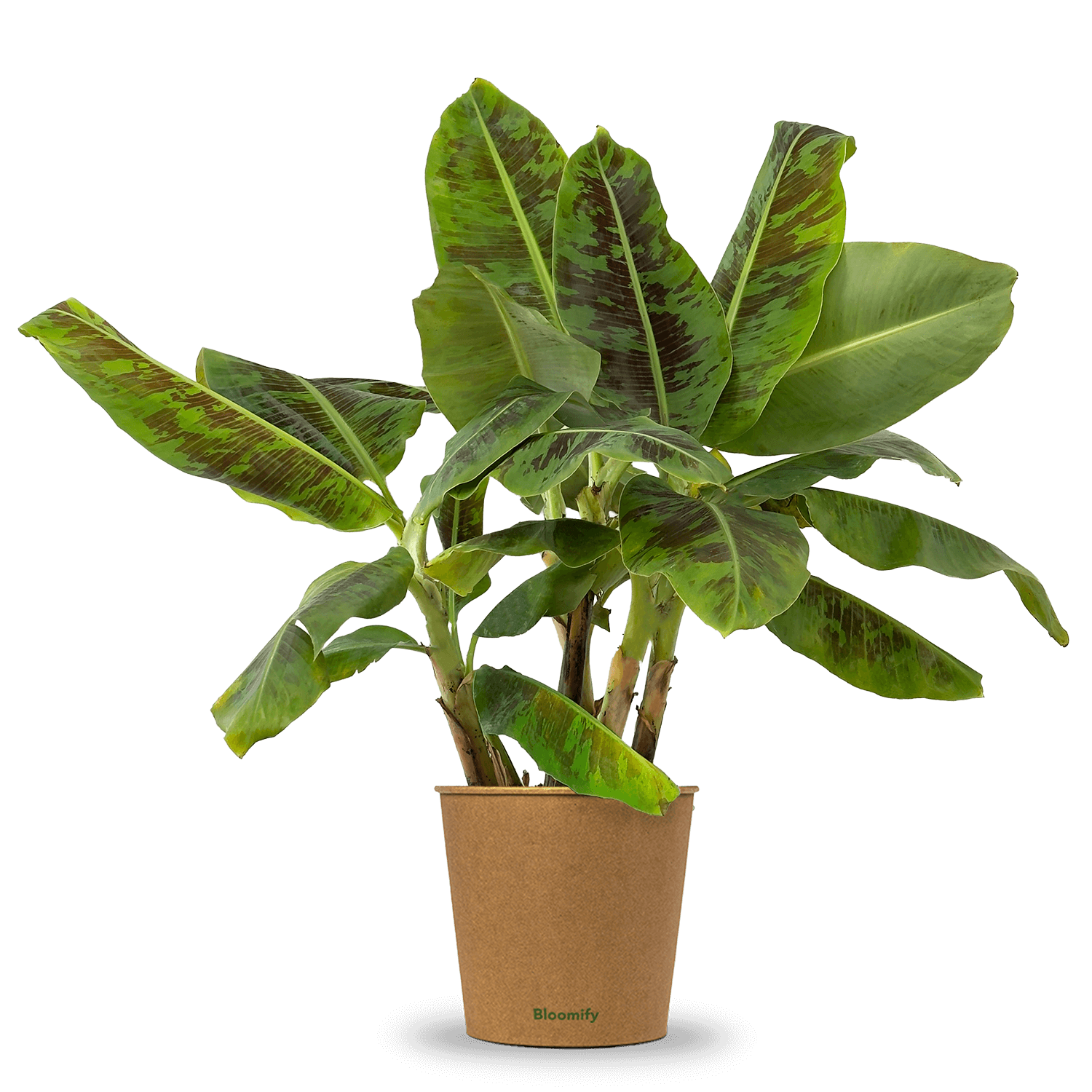 Zwerg-Essbanane "Berta"