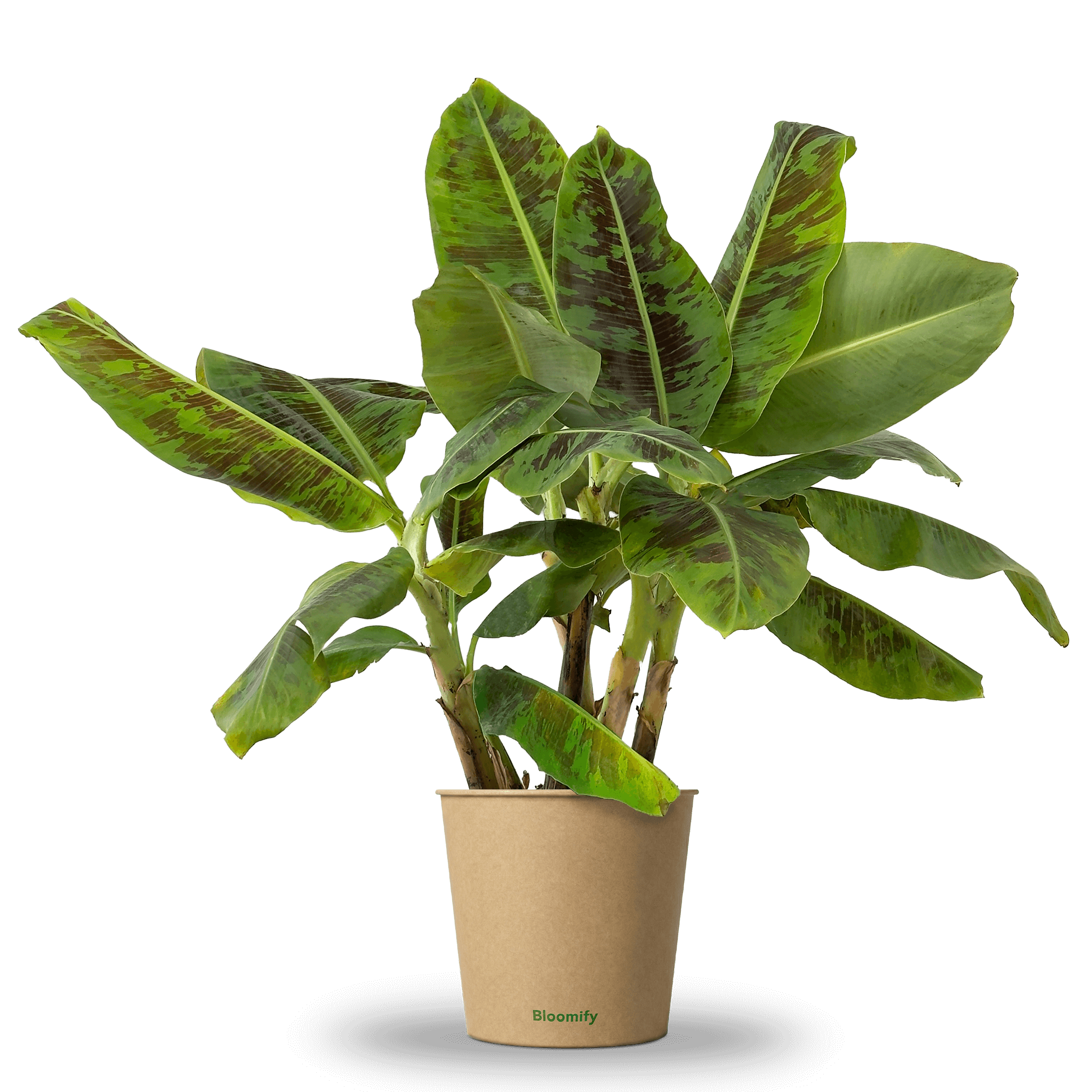 Zwerg-Essbanane "Berta"