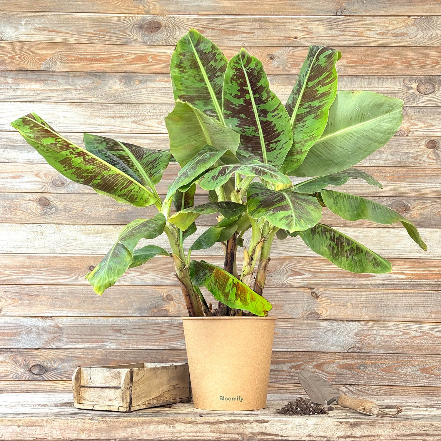 Zwerg-Essbanane "Berta"