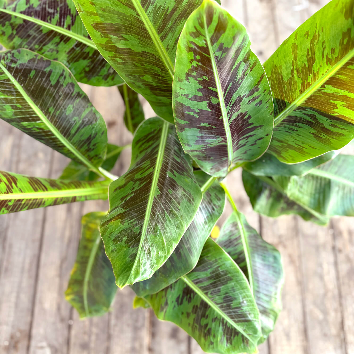 Zwerg-Essbanane "Berta"