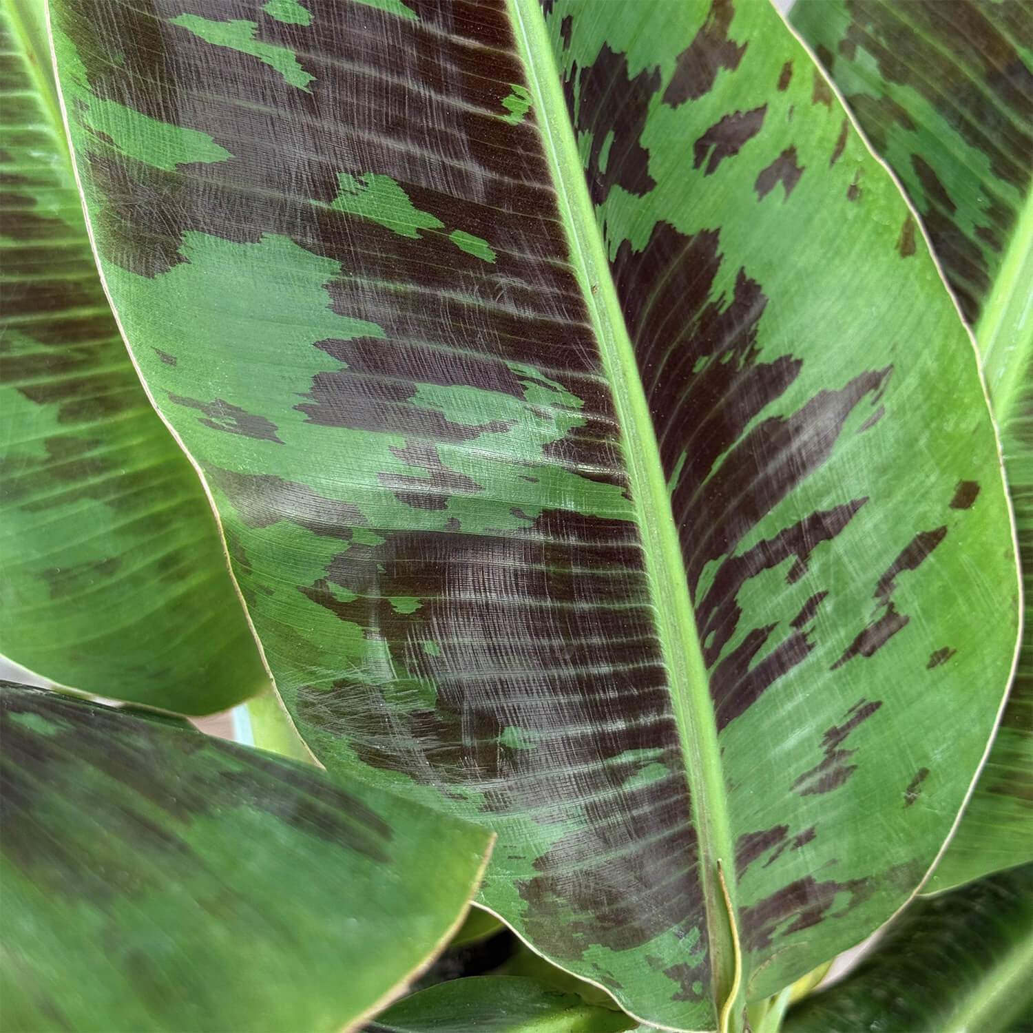 Zwerg-Essbanane "Berta"