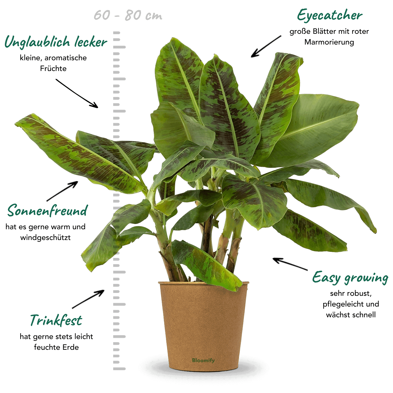 Zwerg-Essbanane "Berta"