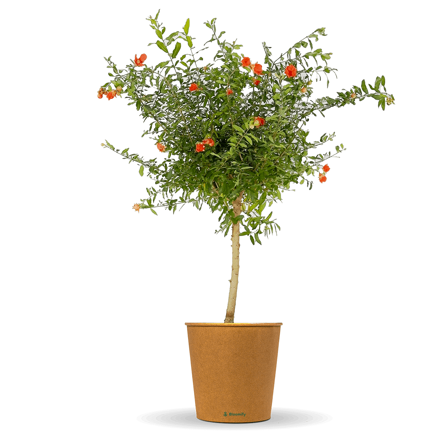 Zwerg-Granatapfel "Gloria"