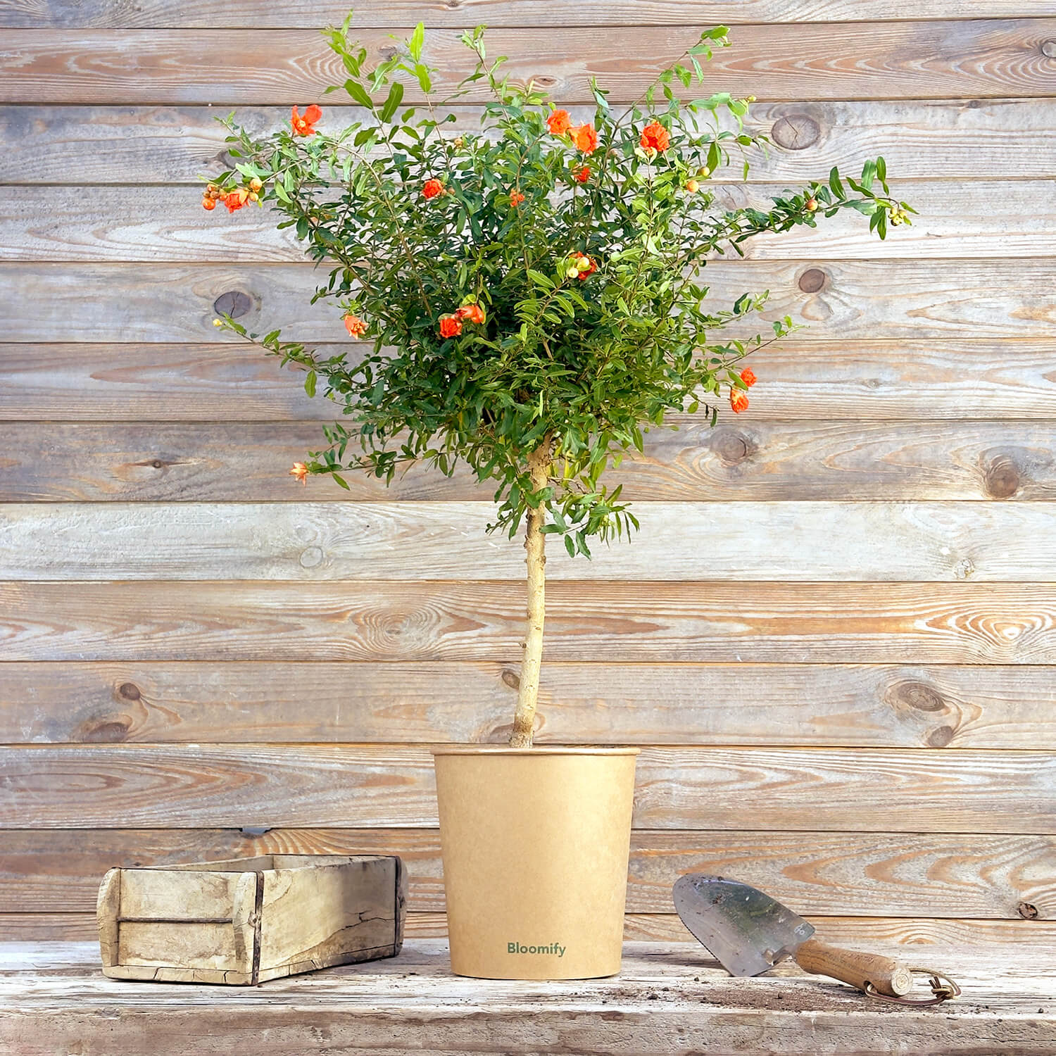 Zwerg-Granatapfel "Gloria"