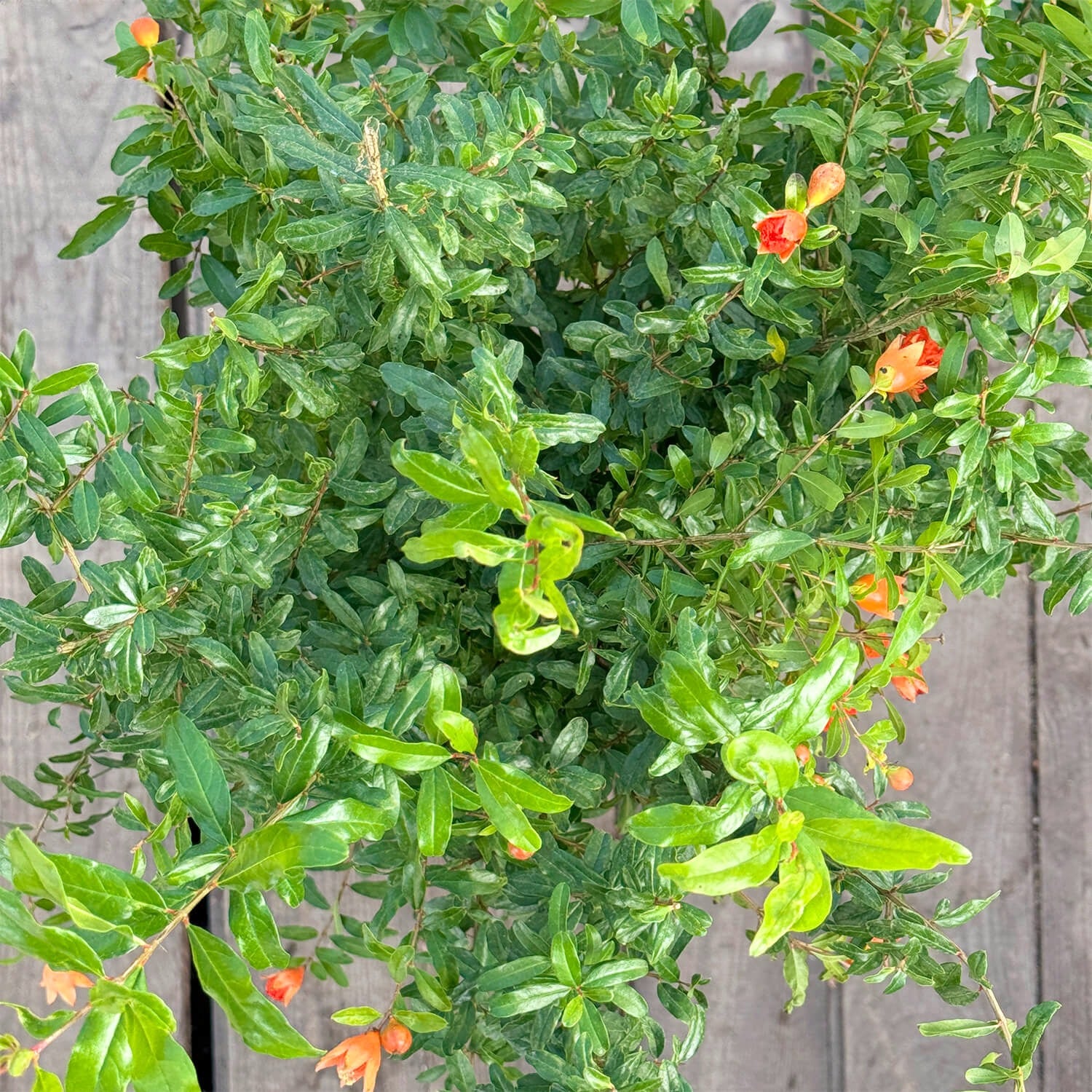 Zwerg-Granatapfel "Gloria"