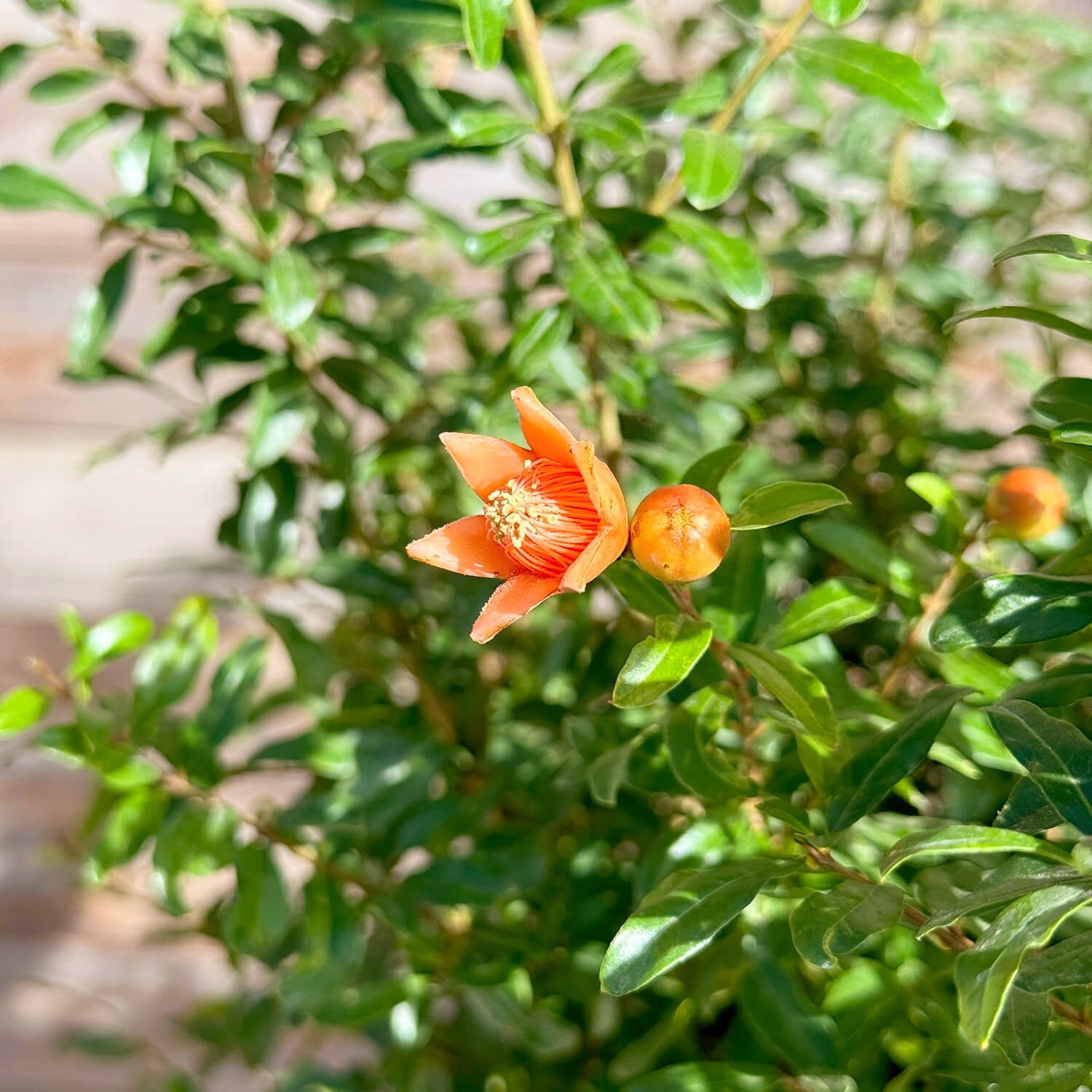 Zwerg-Granatapfel "Gloria"