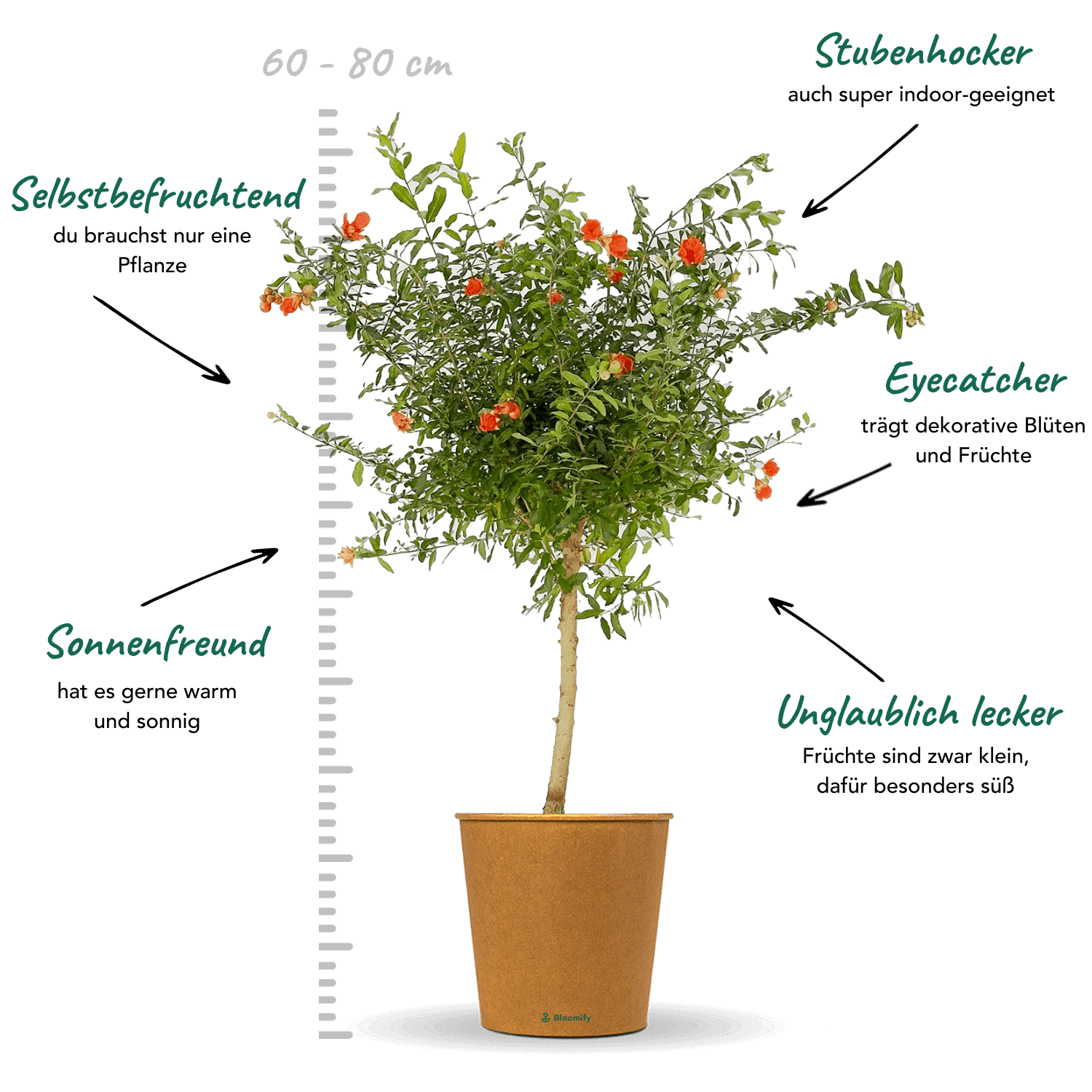 Zwerg-Granatapfel "Gloria"