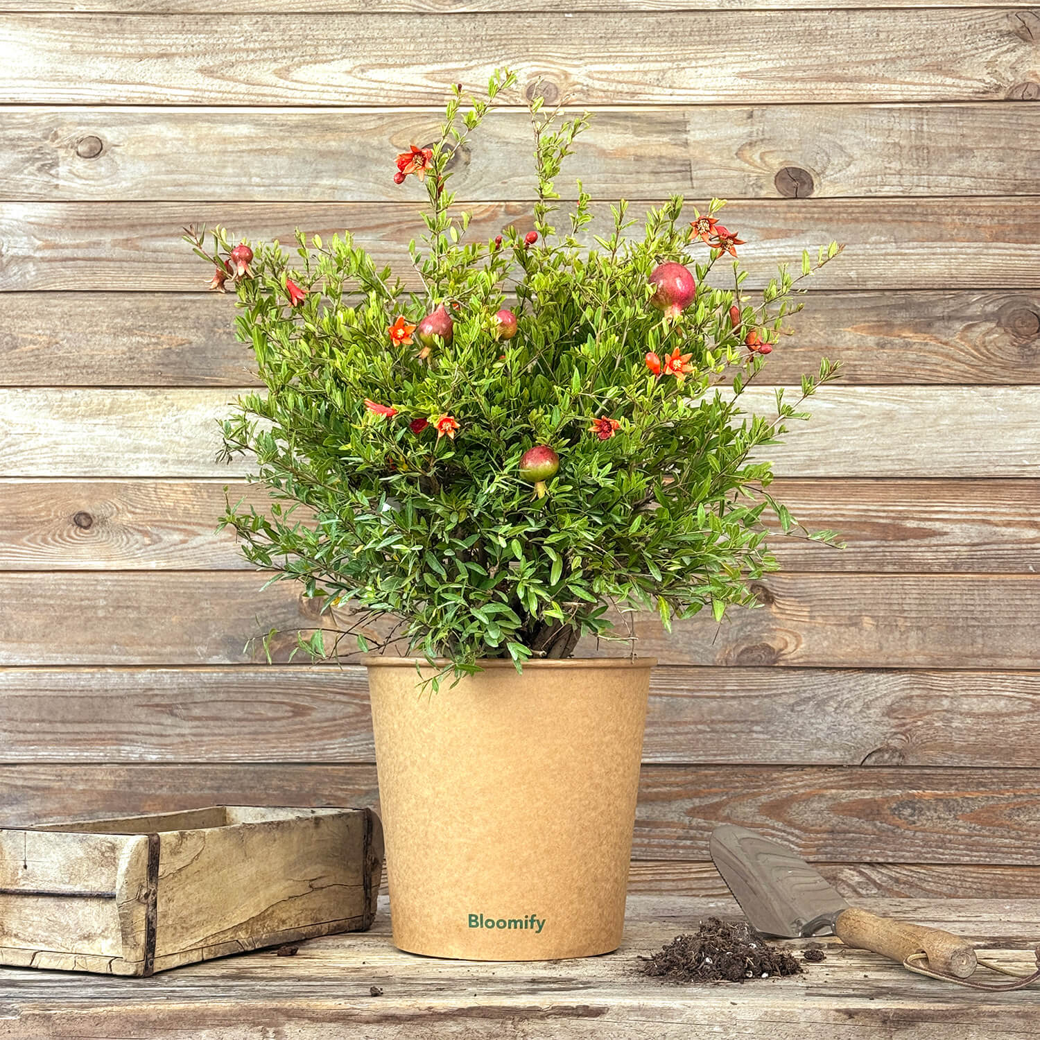 Zwerg-Granatapfel "Glorius"