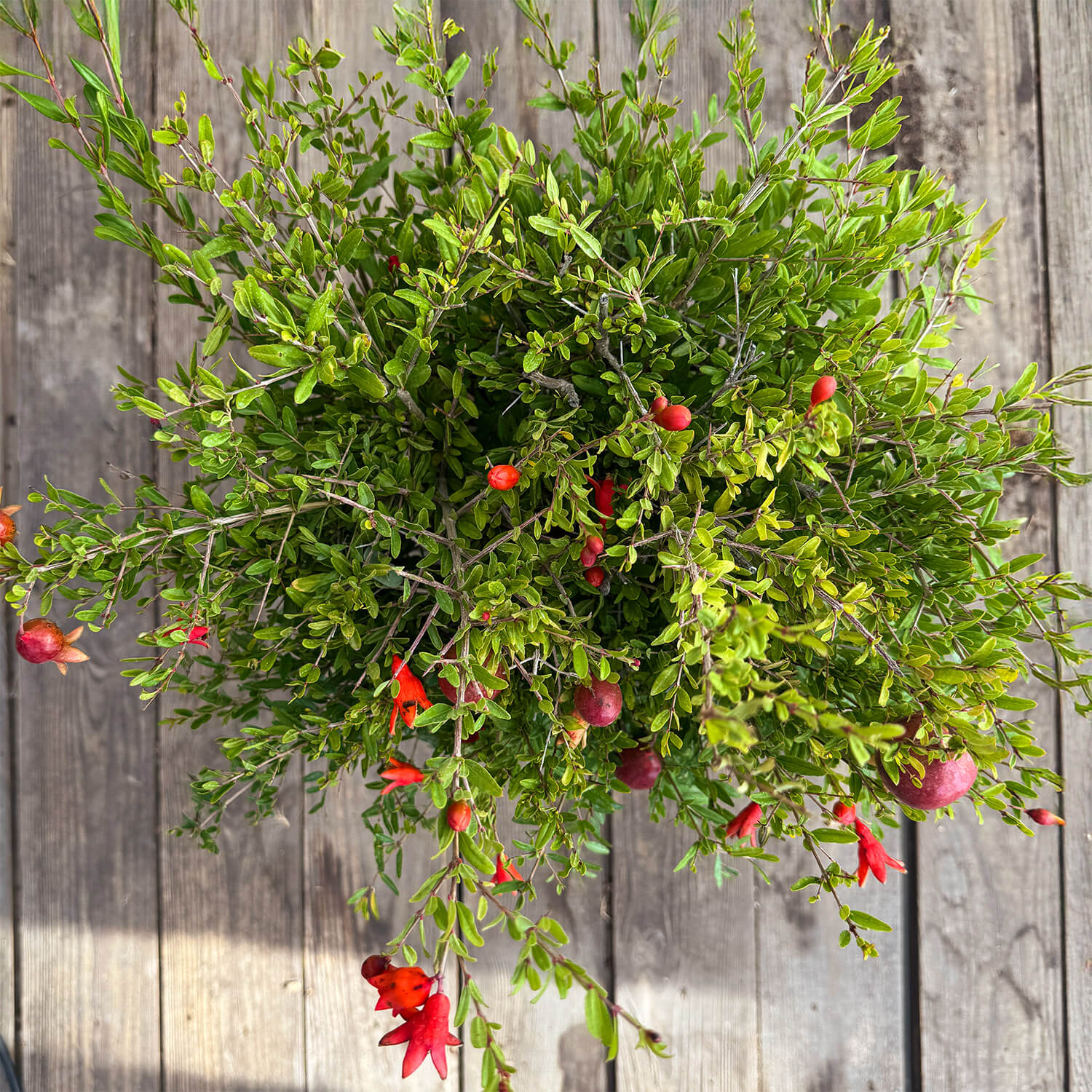 Zwerg-Granatapfel "Glorius"