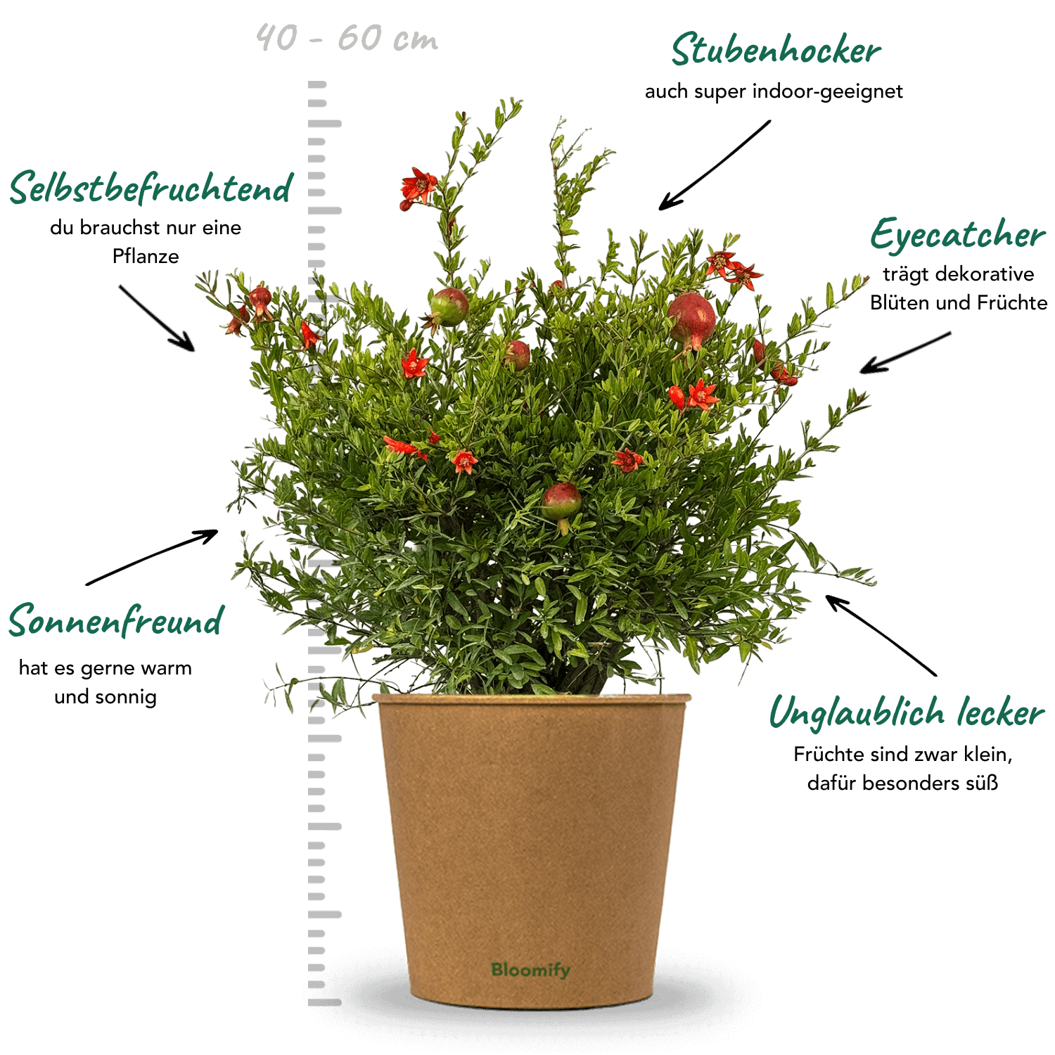 Zwerg-Granatapfel "Glorius"