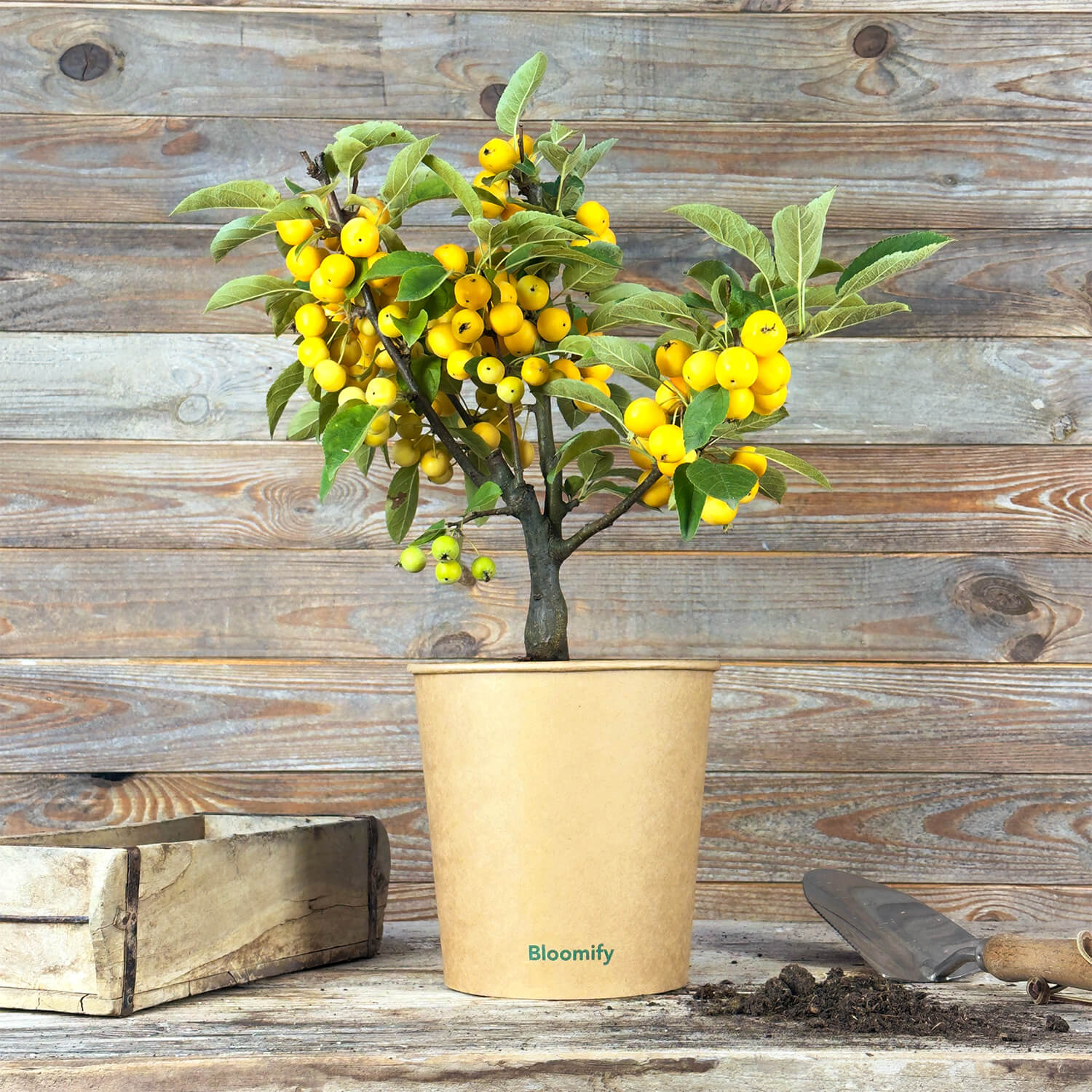 Zwergapfel gelb "Alma"