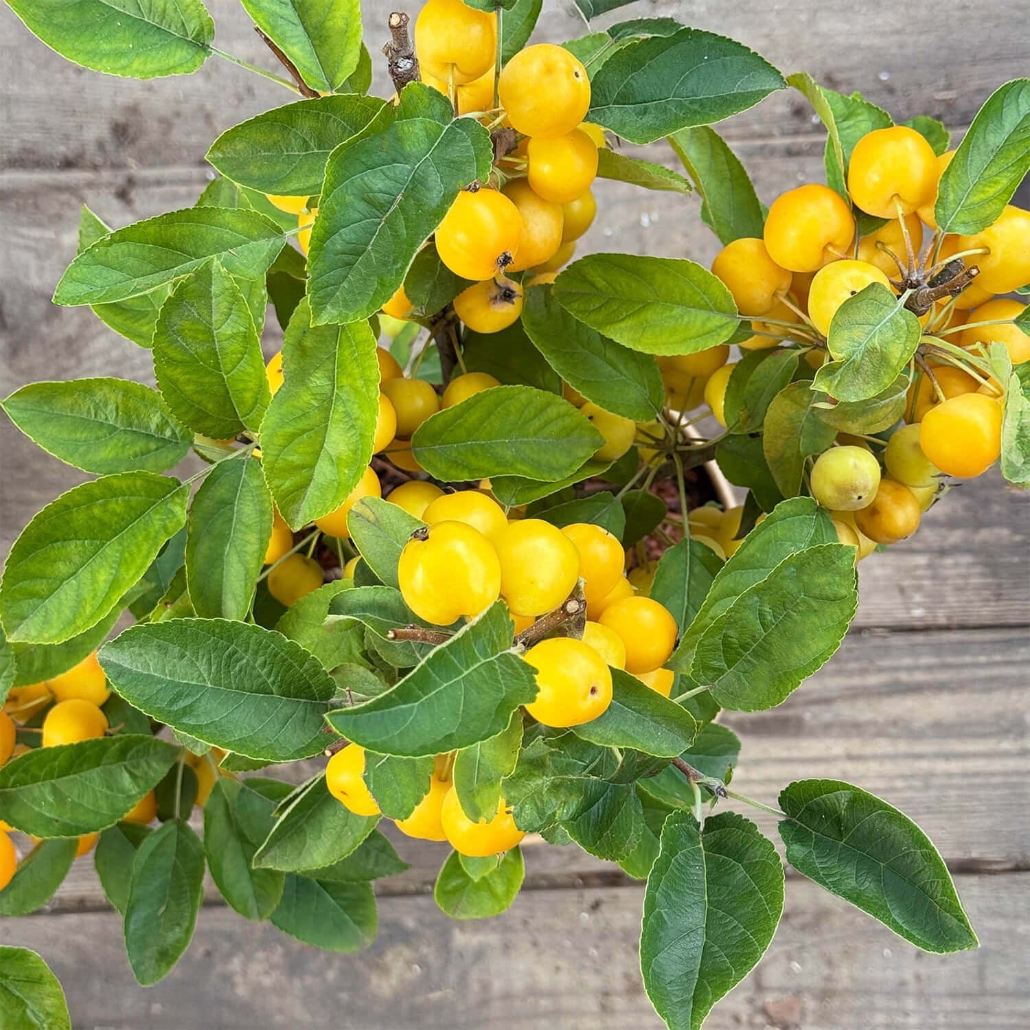 Zwergapfel gelb "Alma"