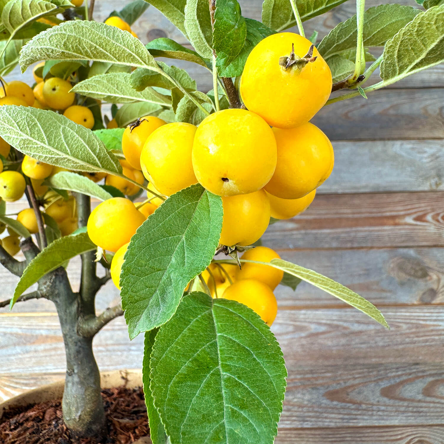 Zwergapfel gelb "Alma"