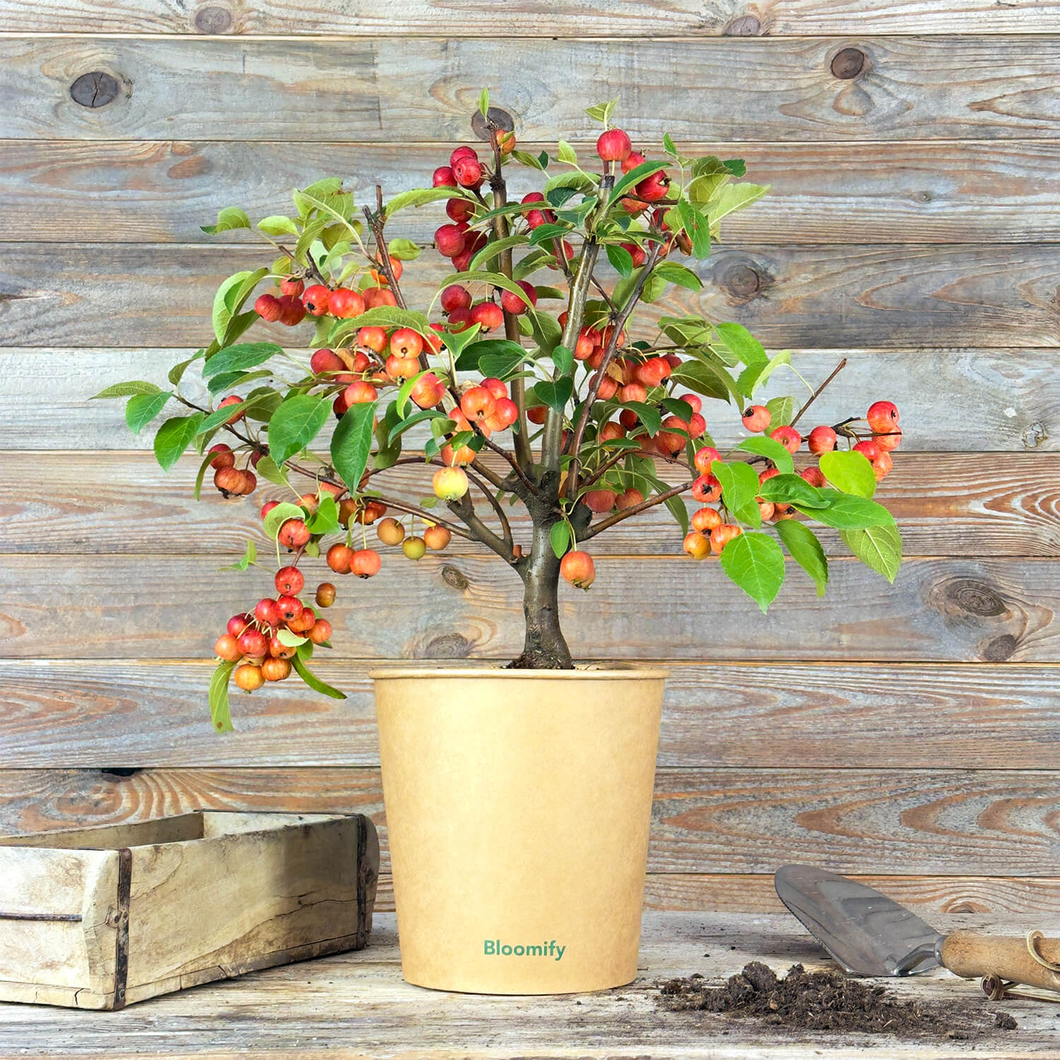 Zwergapfel rot "Alma"