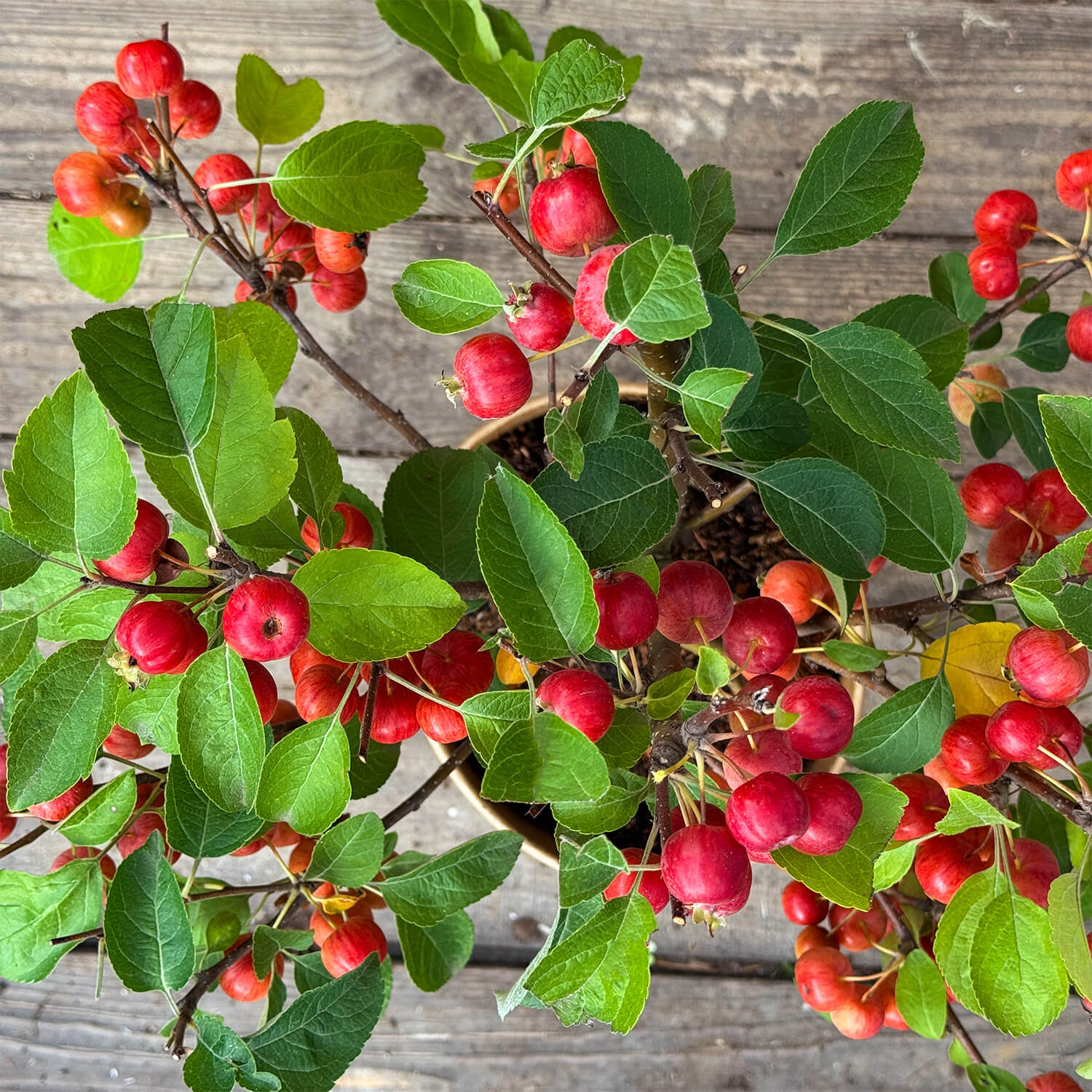 Zwergapfel rot "Alma"