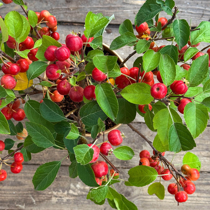 Zwergapfel rot "Alma"
