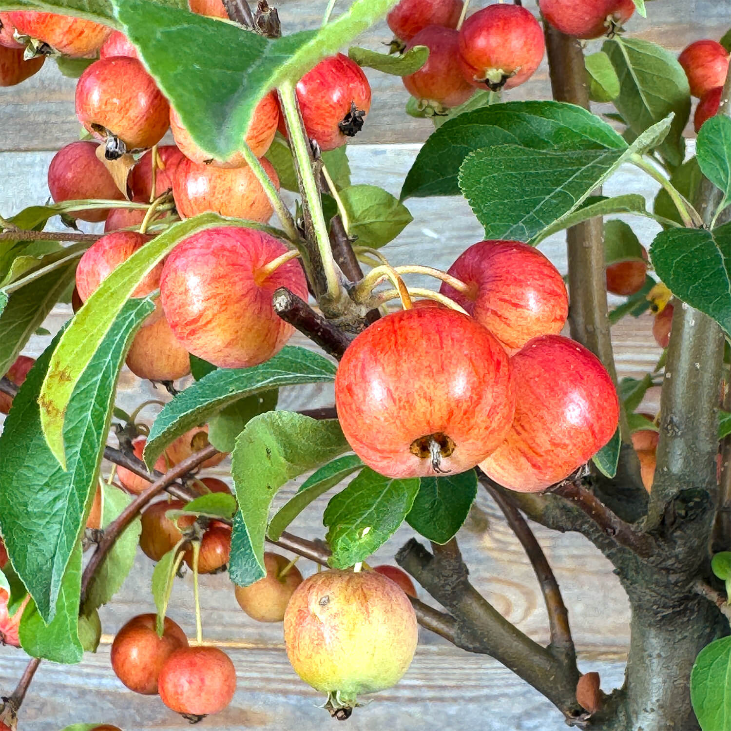 Zwergapfel rot "Alma"