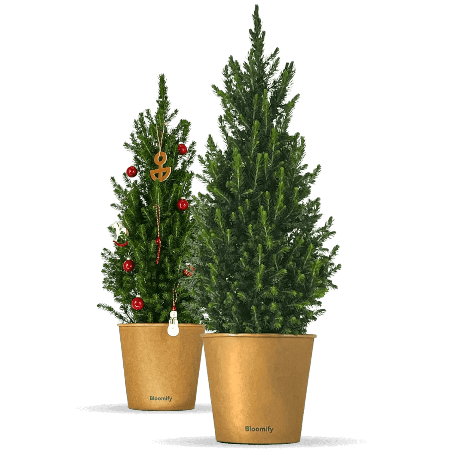 Zwergfichte "Fridolin"