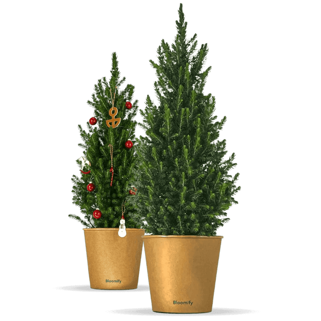 Zwergfichte "Fridolin"