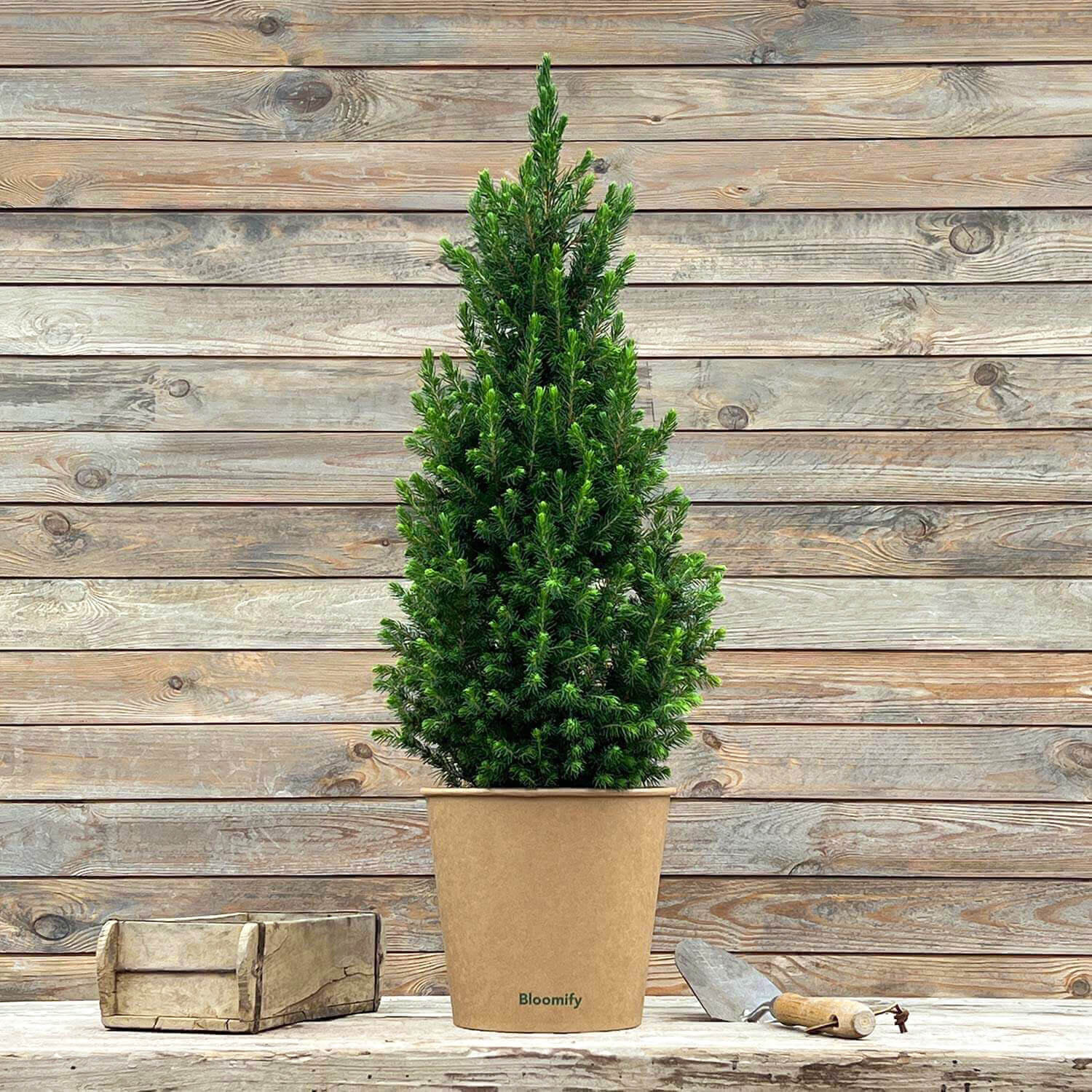 Zwergfichte "Fridolin"