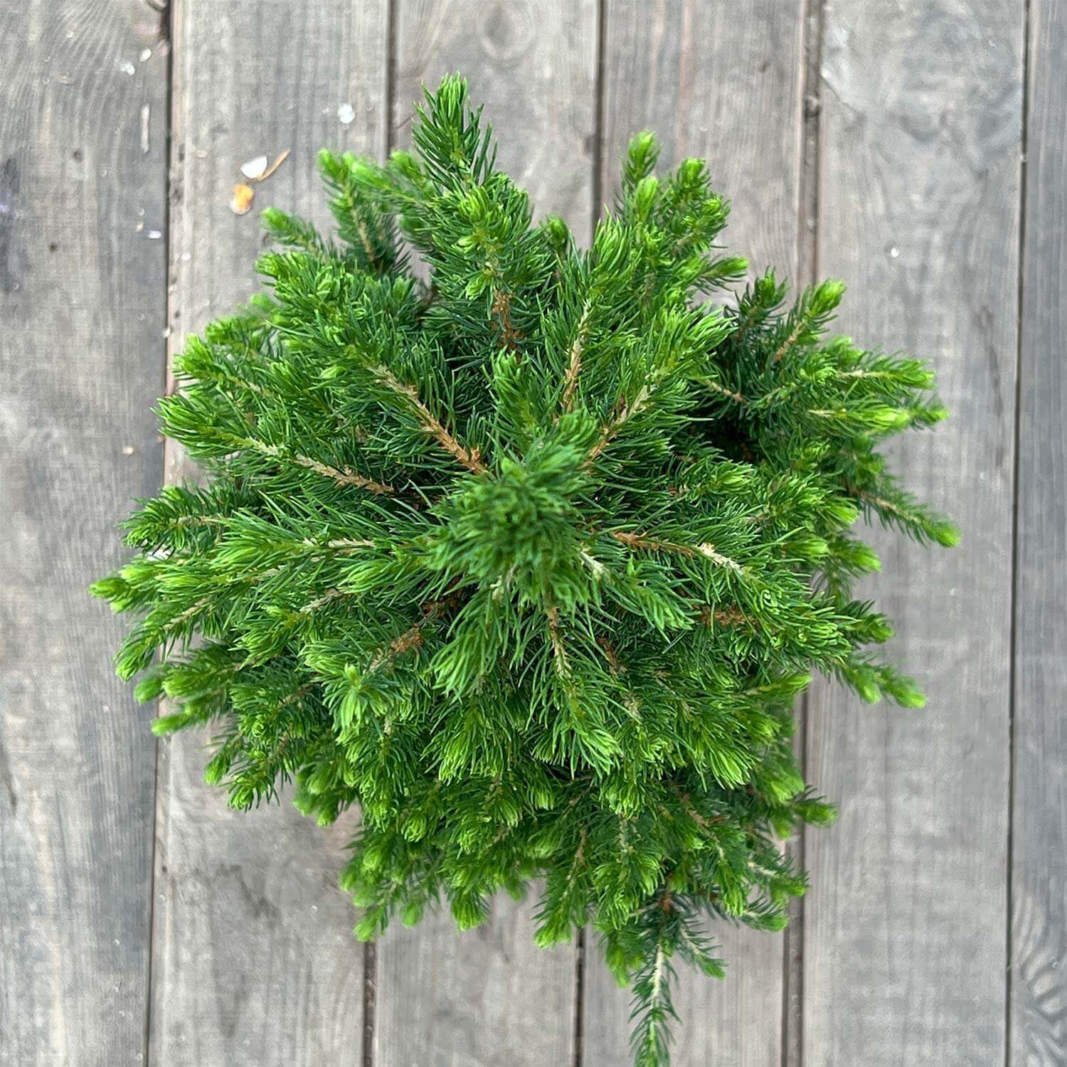 Zwergfichte mit Topf "Fridolin"