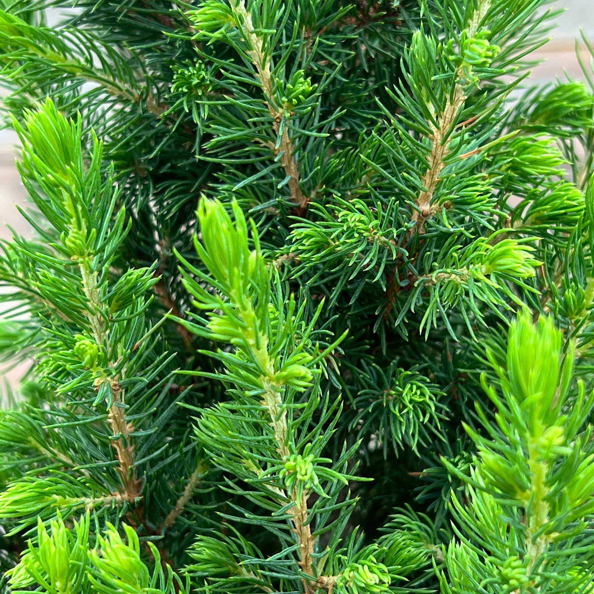 Zwergfichte mit Topf "Fridolin"