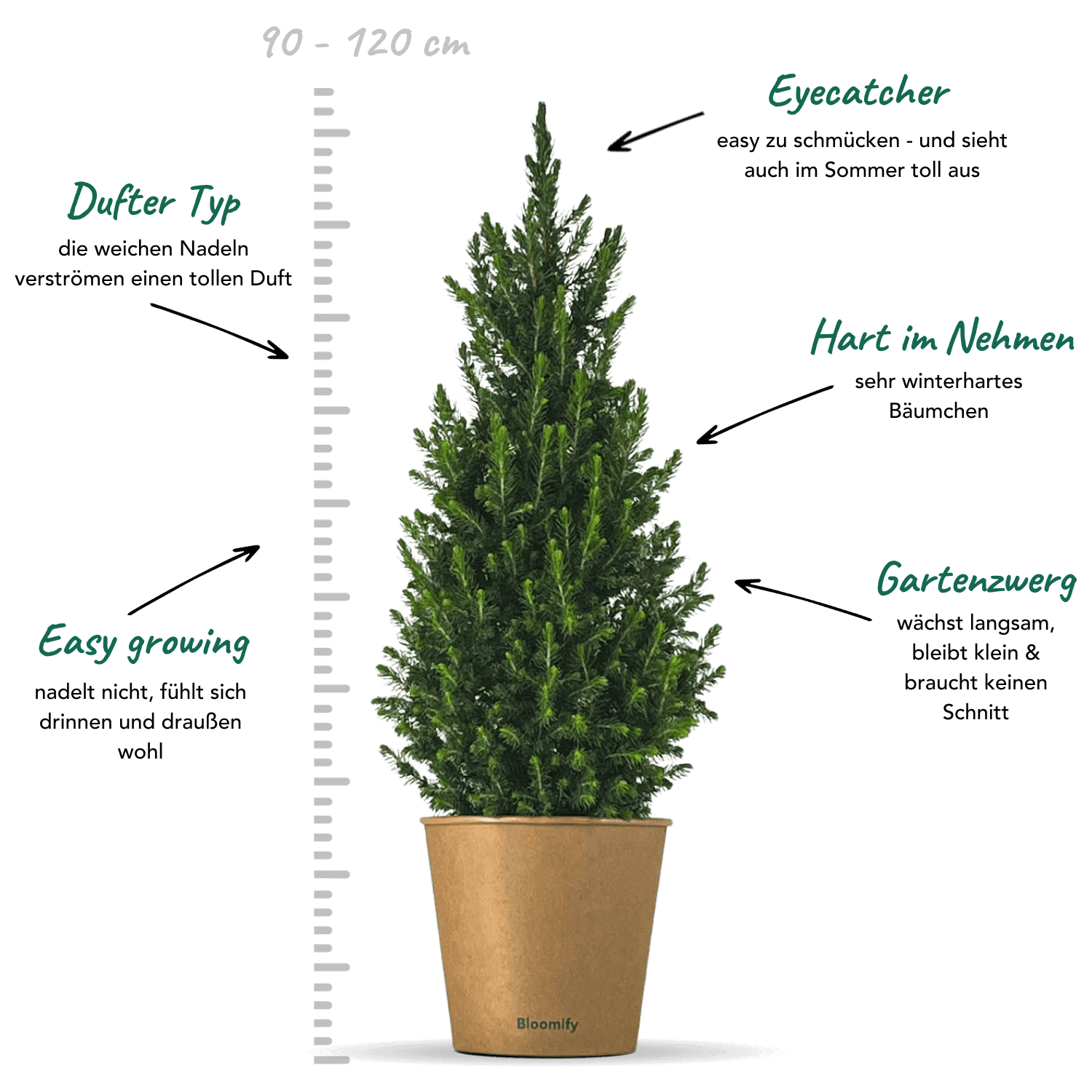 Zwergfichte mit Topf "Fridolin"