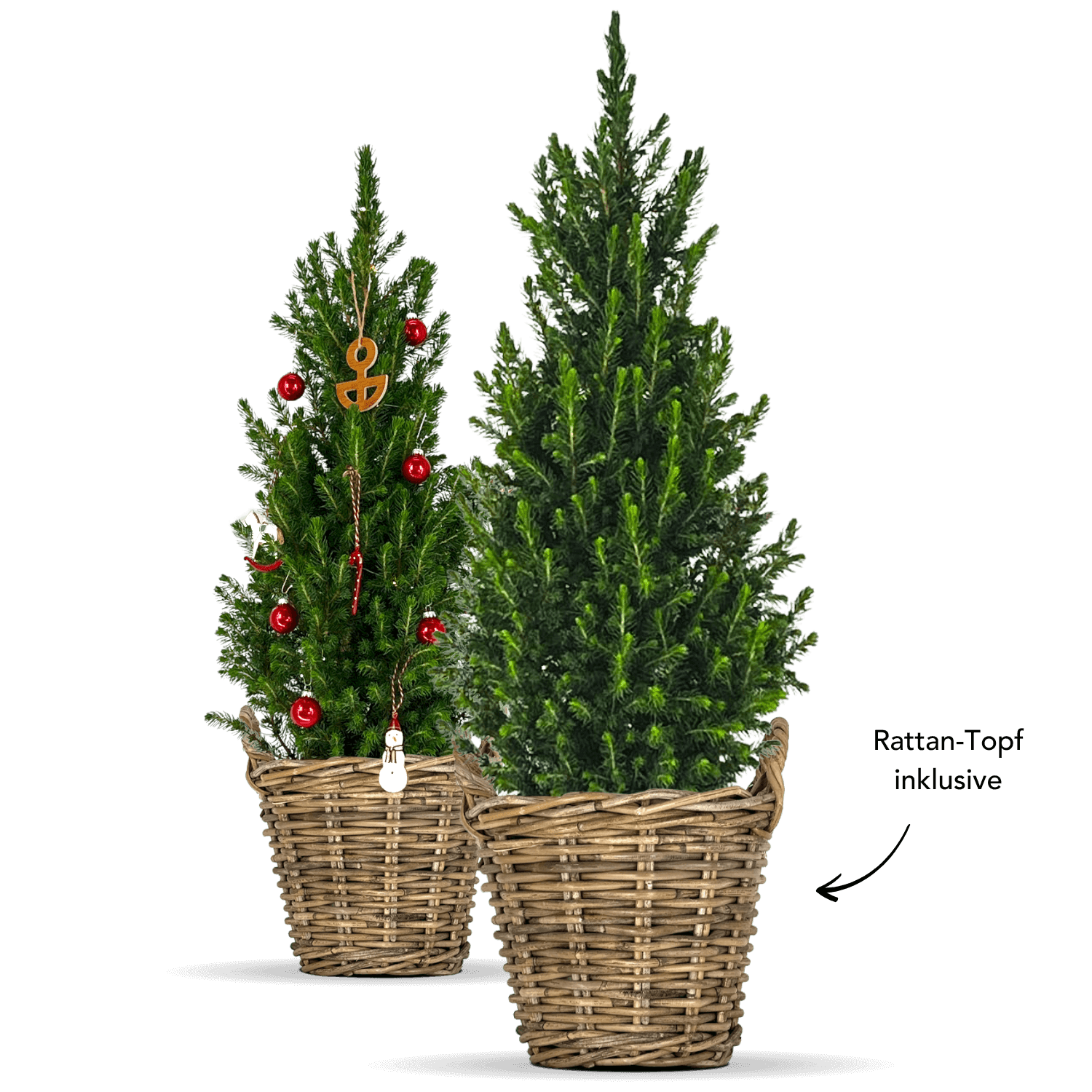 Zwergfichte mit Topf "Fridolin"