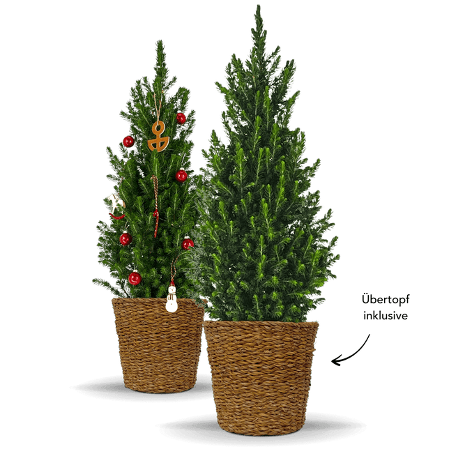 Zwergfichte mit Topf "Fridolin"