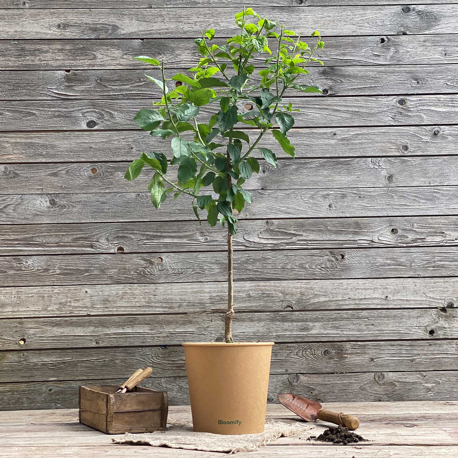 Zwetschge "Zlatko" (Bio)