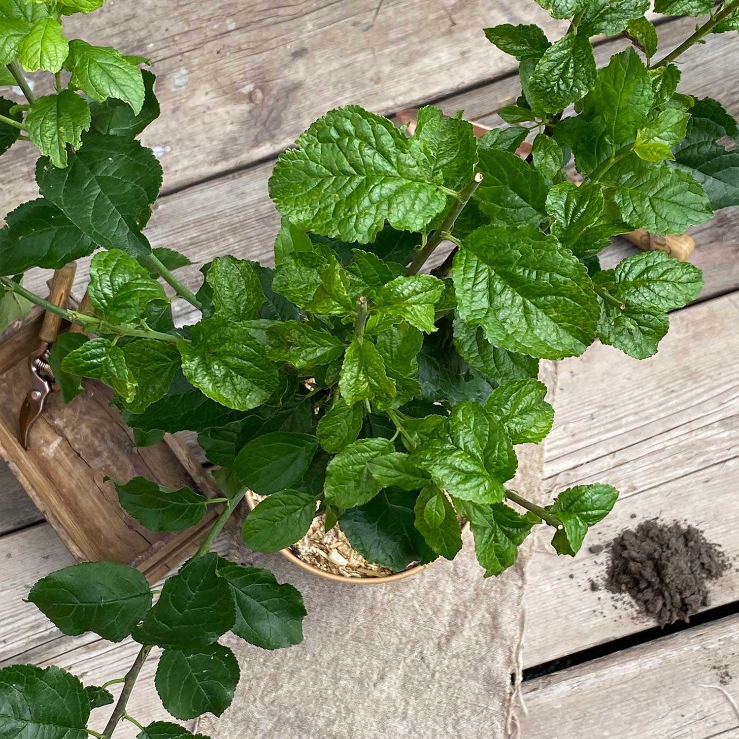 Zwetschge "Zlatko" (Bio)