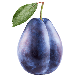 Zwetschge "Zlatko" (Bio)