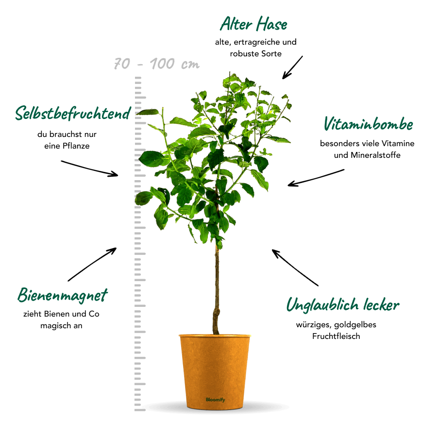 Zwetschge "Zlatko" (Bio)