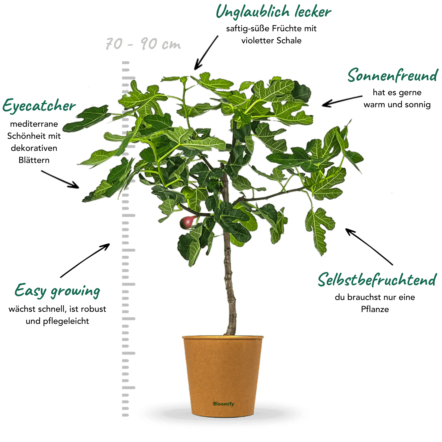 Feigenbaum "Flavio"