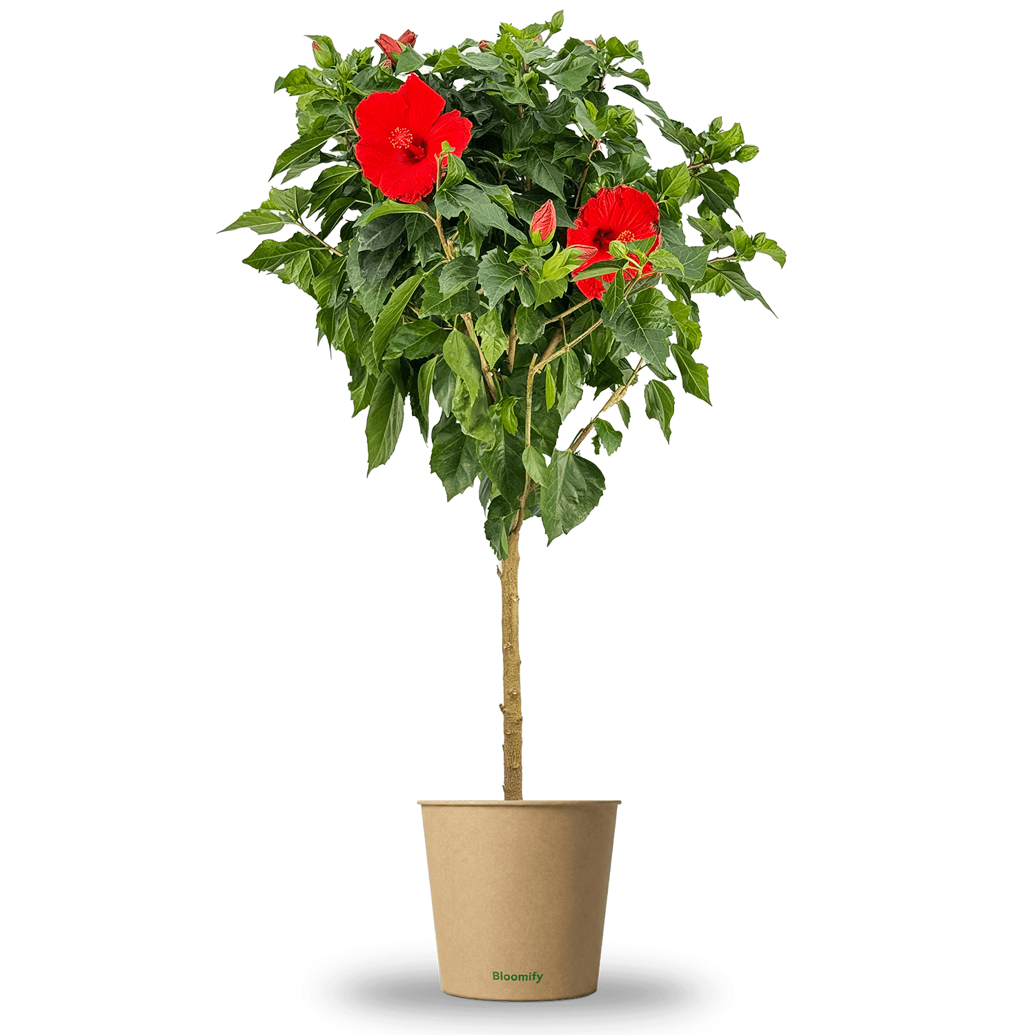 Hibiskus Stamm rot "Helena"